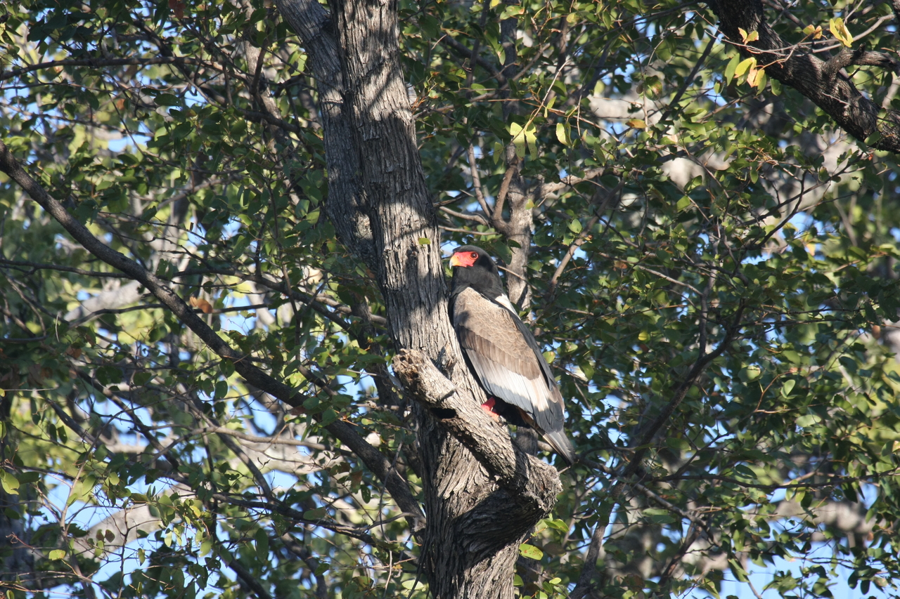[21529] 2016_06_29_10_59_54_Africa_Canon_EOS_40D_IMG__00200.jpg