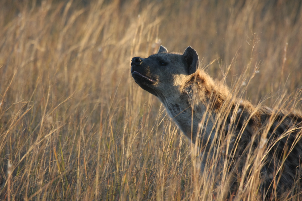 [21570] 2016_06_29_11_34_31_Africa_Canon_EOS_40D_IMG__00215.jpg