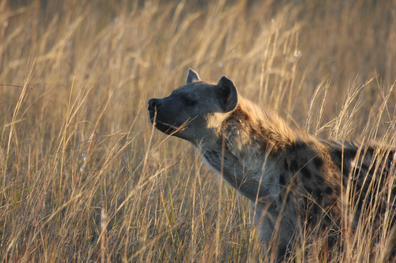 [21571] 2016_06_29_11_34_31_Africa_Canon_EOS_40D_IMG__00216.jpg