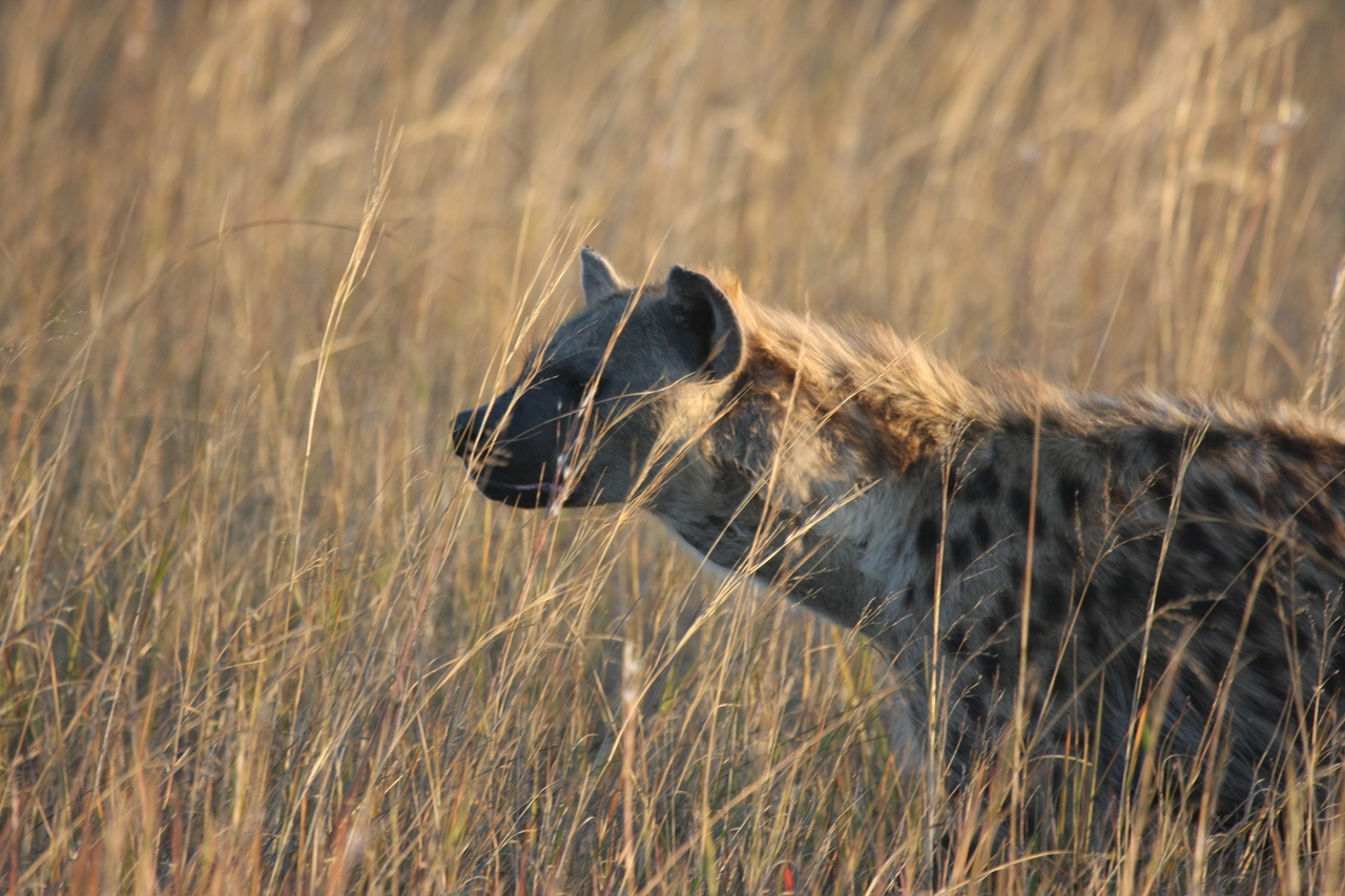 [21575] 2016_06_29_11_34_31_Africa_Canon_EOS_40D_IMG__03459.jpg