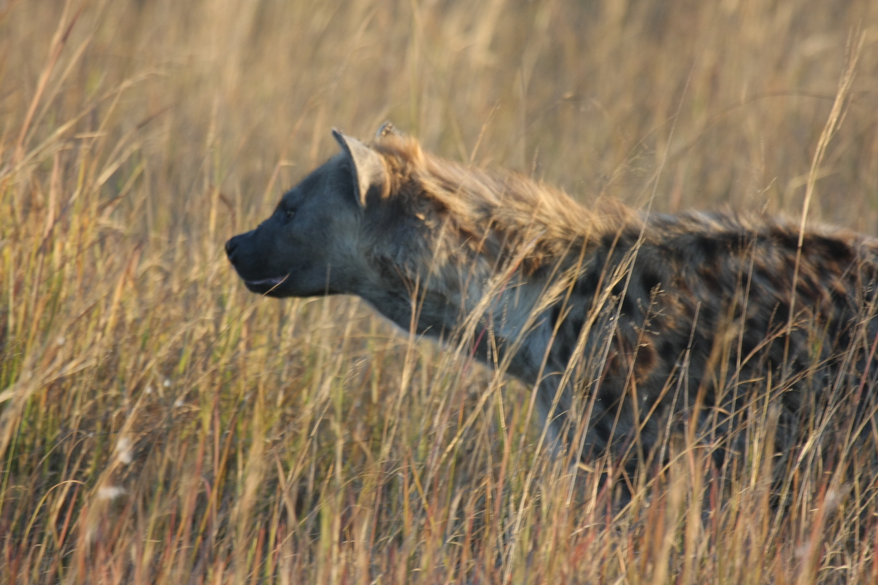 [21581] 2016_06_29_11_34_32_Africa_Canon_EOS_40D_IMG__10907.jpg