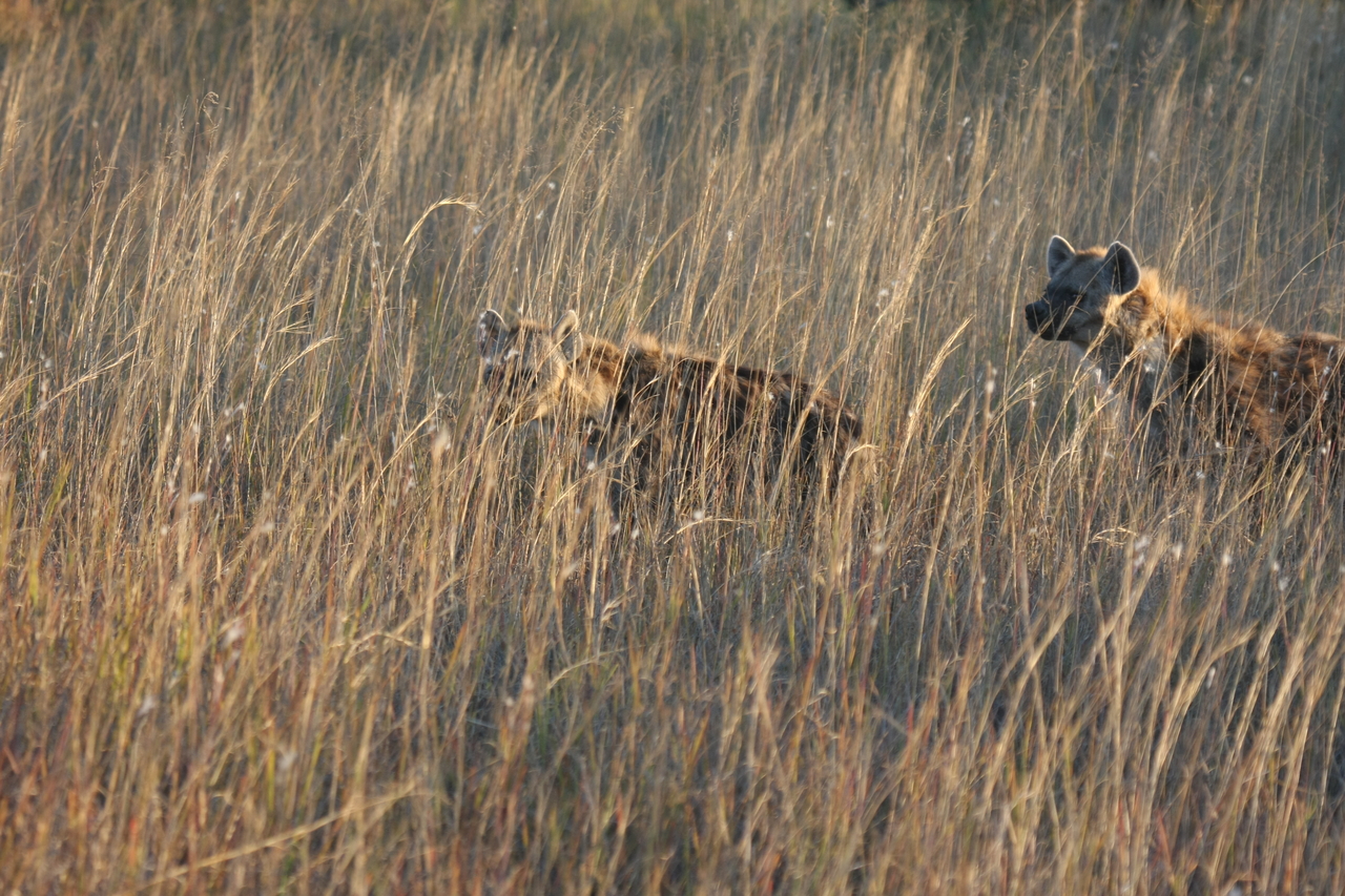 [21587] 2016_06_29_11_34_38_Africa_Canon_EOS_40D_IMG__03463.jpg