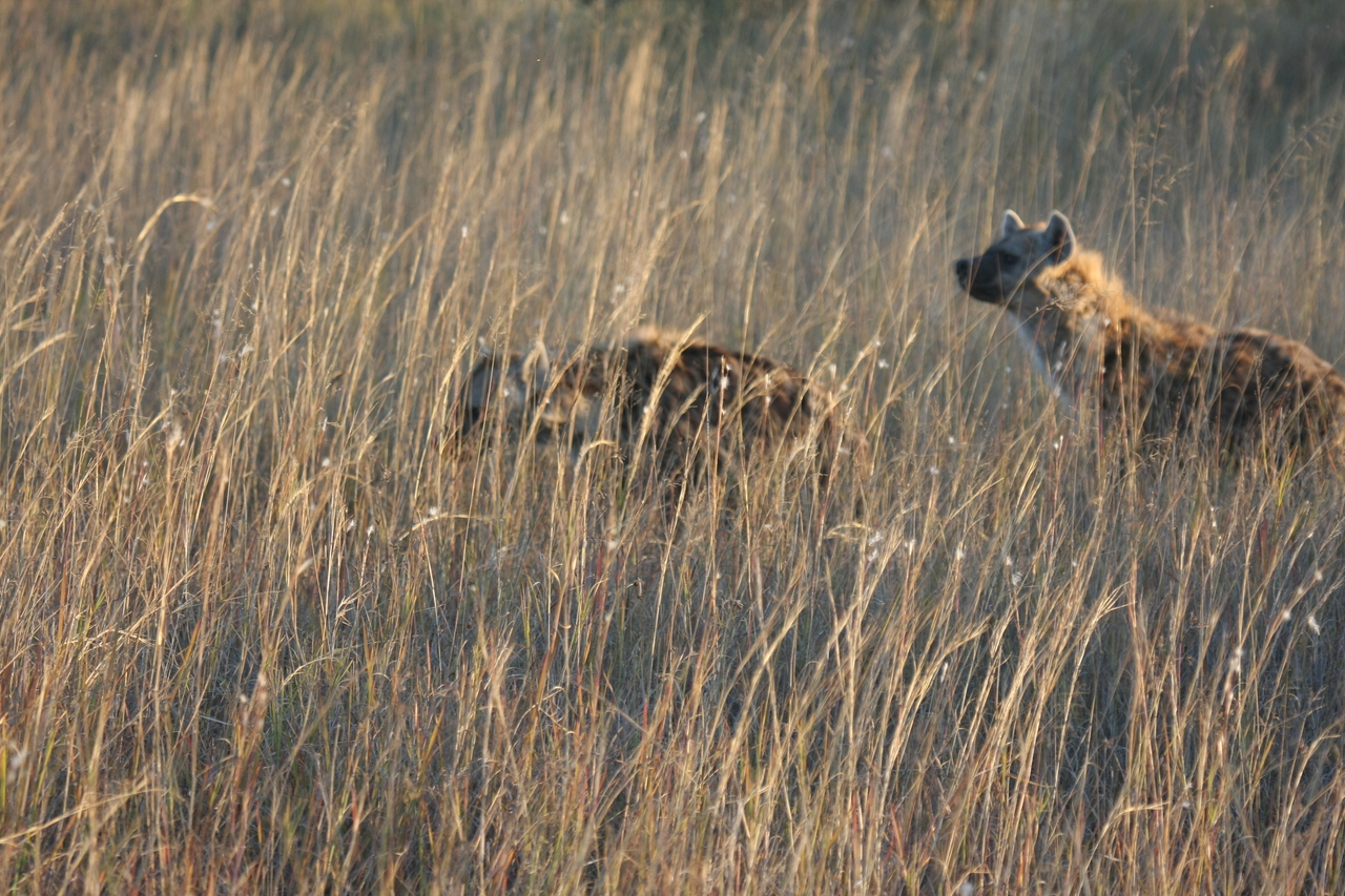 [21588] 2016_06_29_11_34_38_Africa_Canon_EOS_40D_IMG__10908.jpg
