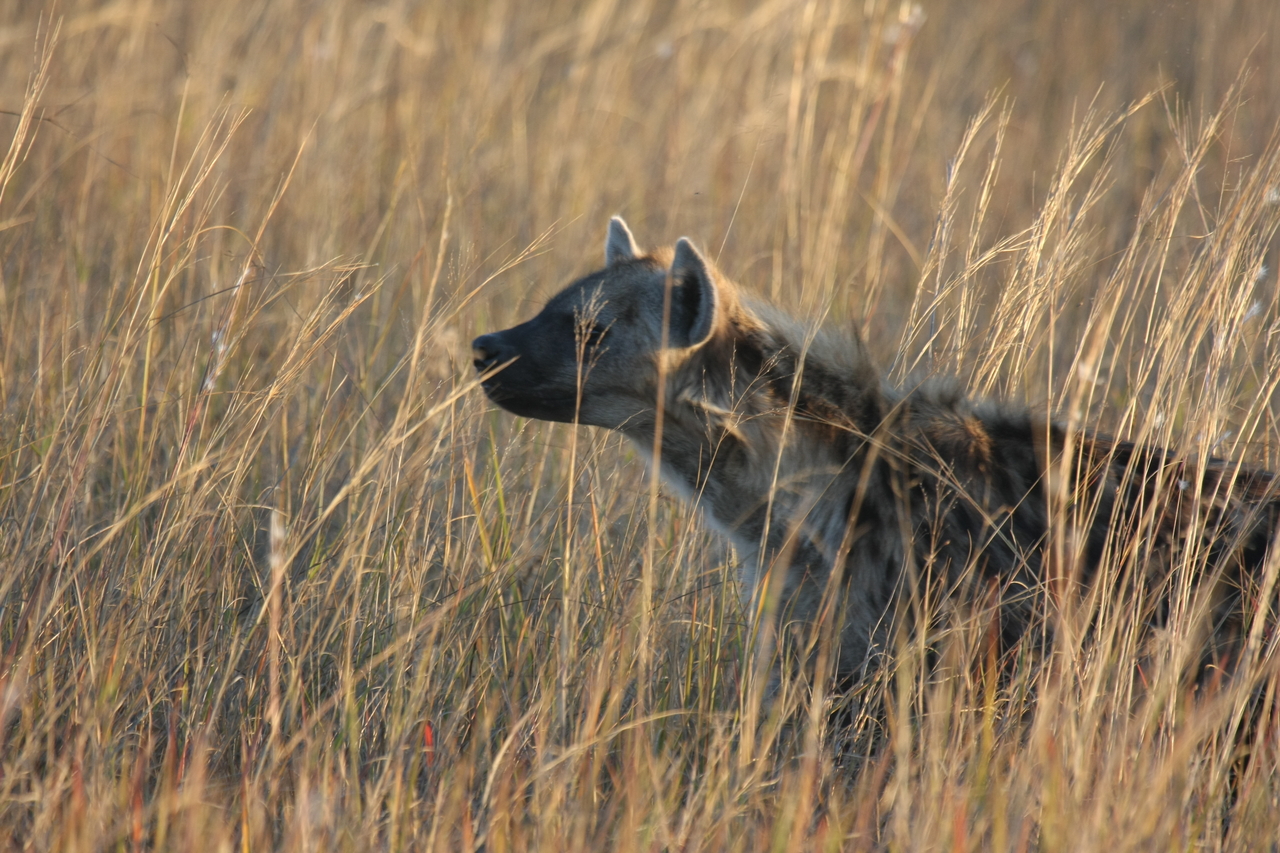 [21599] 2016_06_29_11_34_42_Africa_Canon_EOS_40D_IMG__10915.jpg