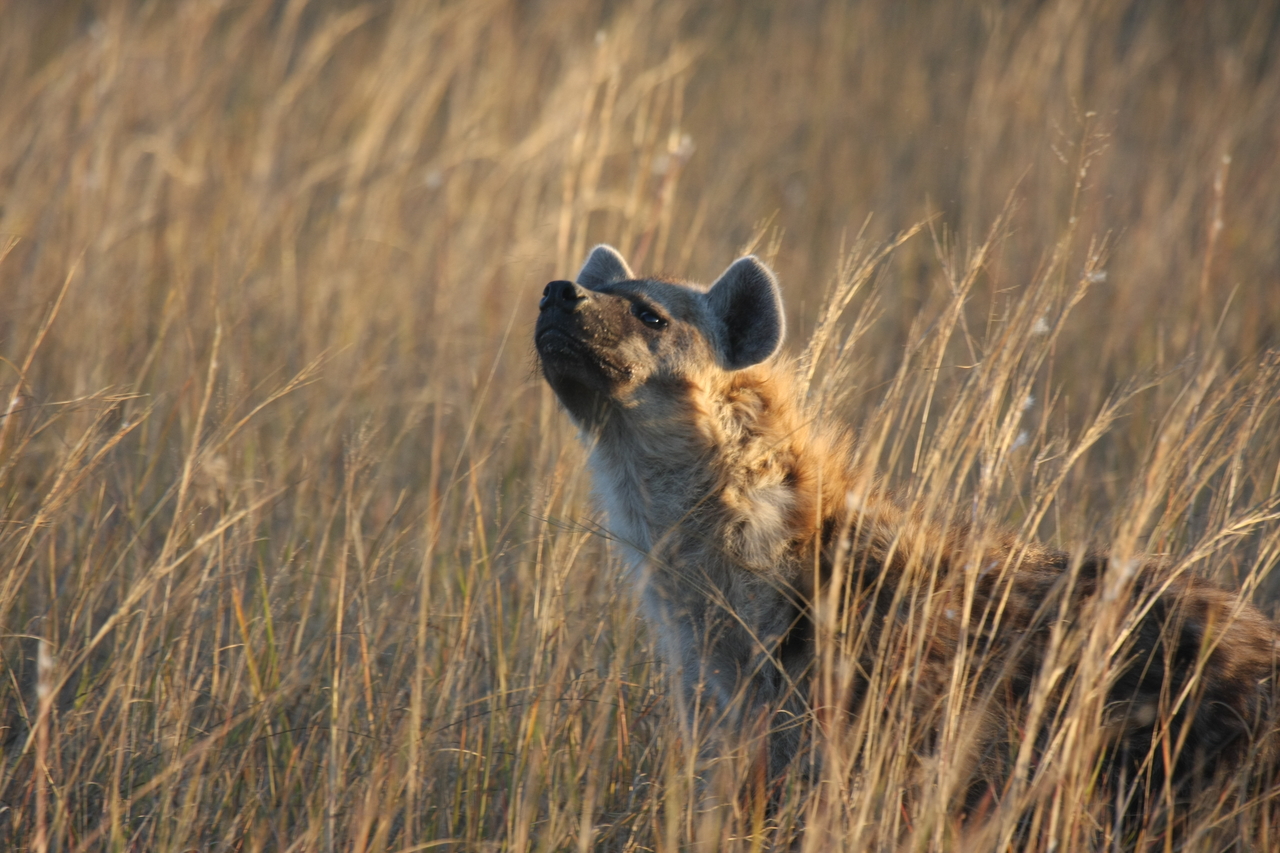 [21602] 2016_06_29_11_34_44_Africa_Canon_EOS_40D_IMG__03469.jpg