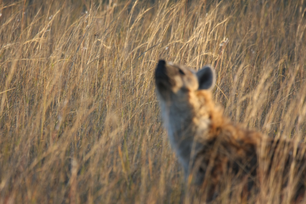 [21603] 2016_06_29_11_34_44_Africa_Canon_EOS_40D_IMG__03470.jpg