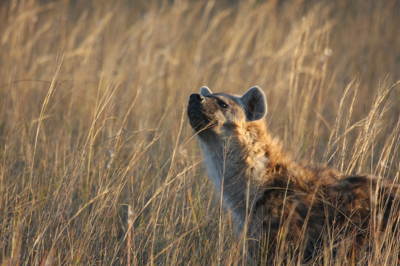 [21608] 2016_06_29_11_34_45_Africa_Canon_EOS_40D_IMG__03471.jpg