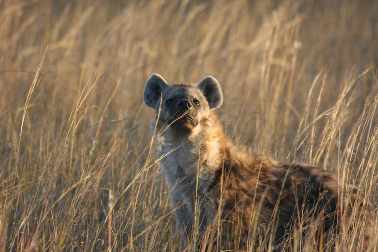 [21614] 2016_06_29_11_34_46_Africa_Canon_EOS_40D_IMG__03473.jpg