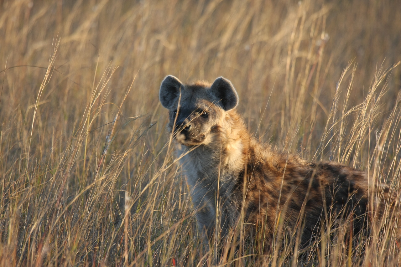 [21625] 2016_06_29_11_34_47_Africa_Canon_EOS_40D_IMG__10923.jpg