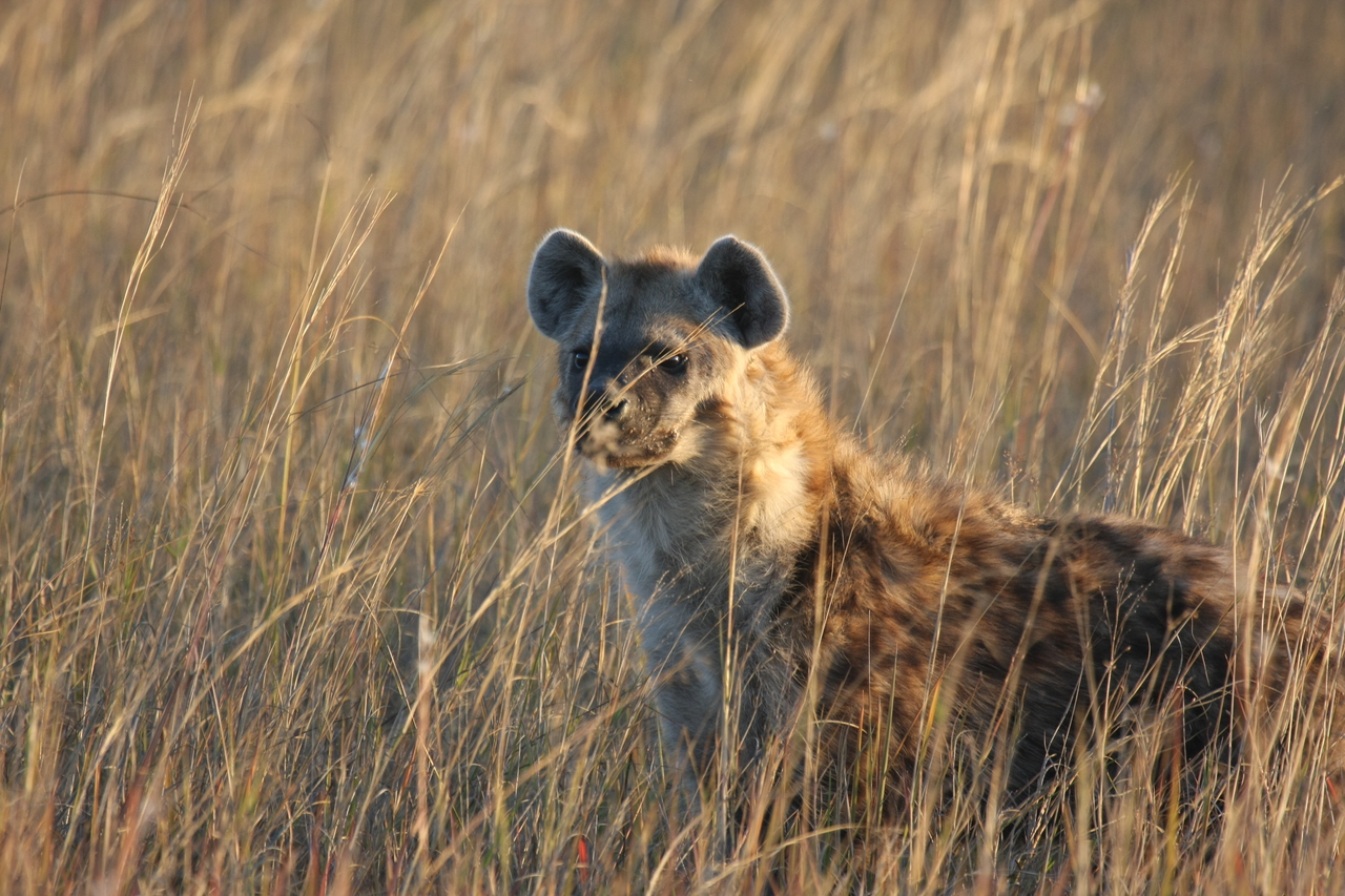 [21629] 2016_06_29_11_34_48_Africa_Canon_EOS_40D_IMG__03479.jpg