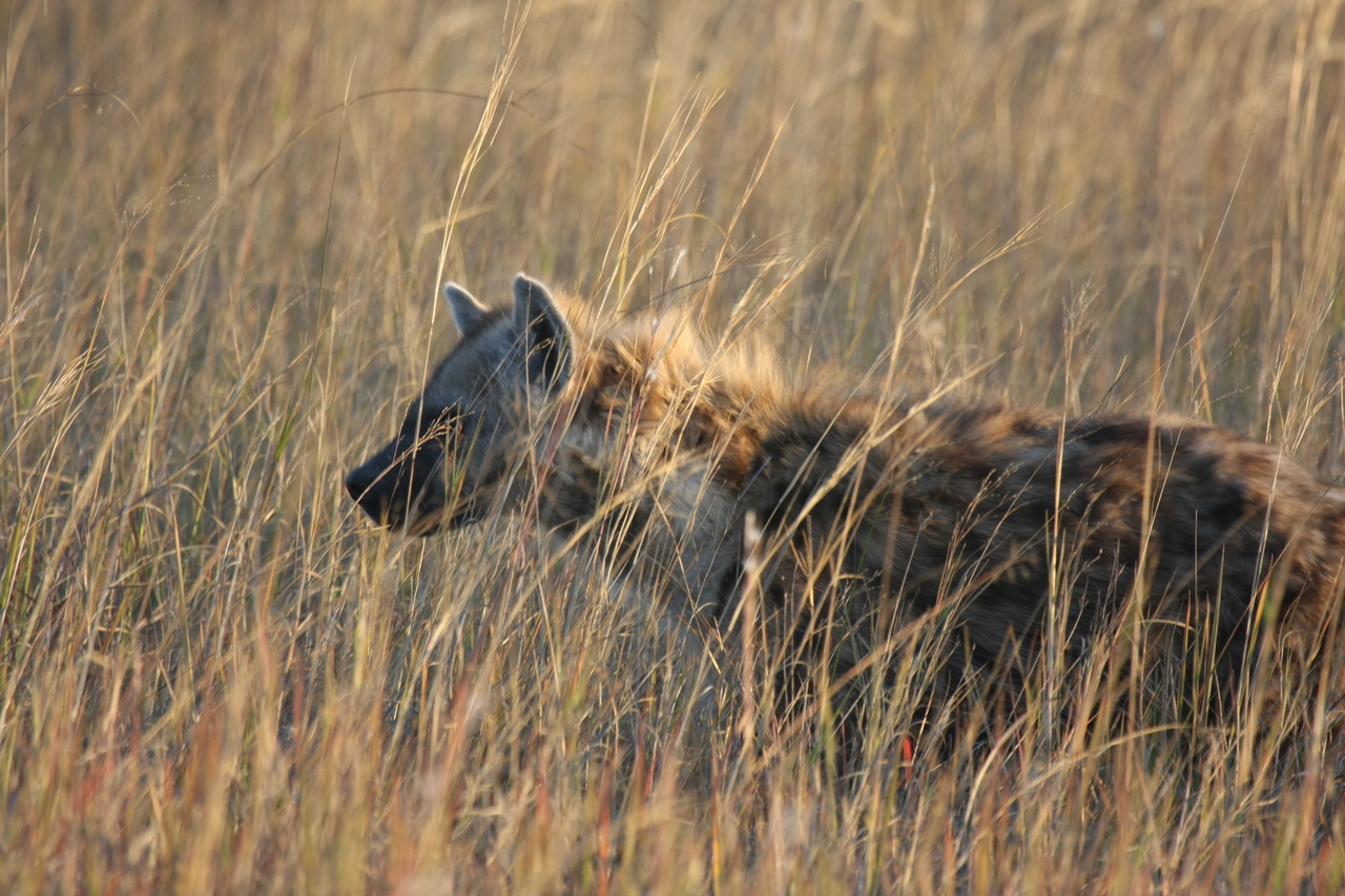 [21634] 2016_06_29_11_34_50_Africa_Canon_EOS_40D_IMG__03481.jpg