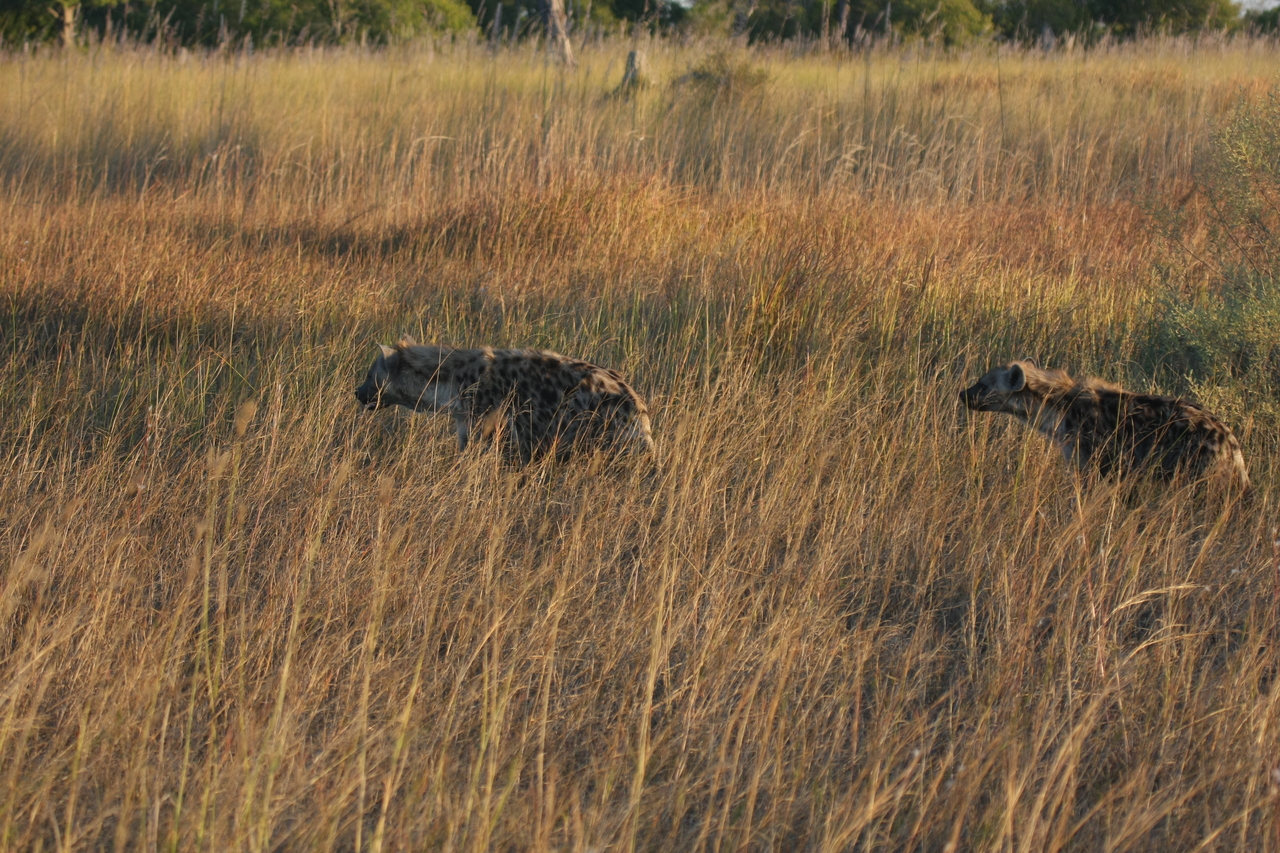 [21642] 2016_06_29_11_34_57_Africa_Canon_EOS_40D_IMG__10929.jpg