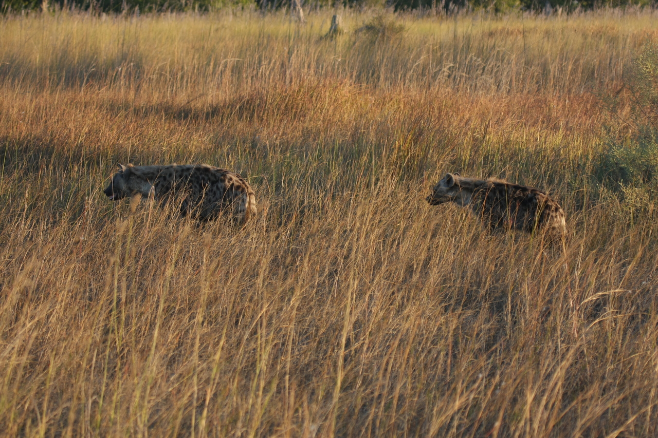 [21644] 2016_06_29_11_34_57_Africa_Canon_EOS_40D_IMG__10931.jpg