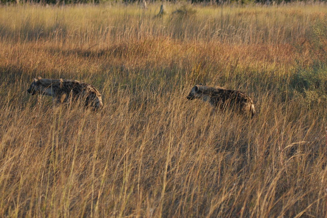 [21651] 2016_06_29_11_34_58_Africa_Canon_EOS_40D_IMG__10932.jpg