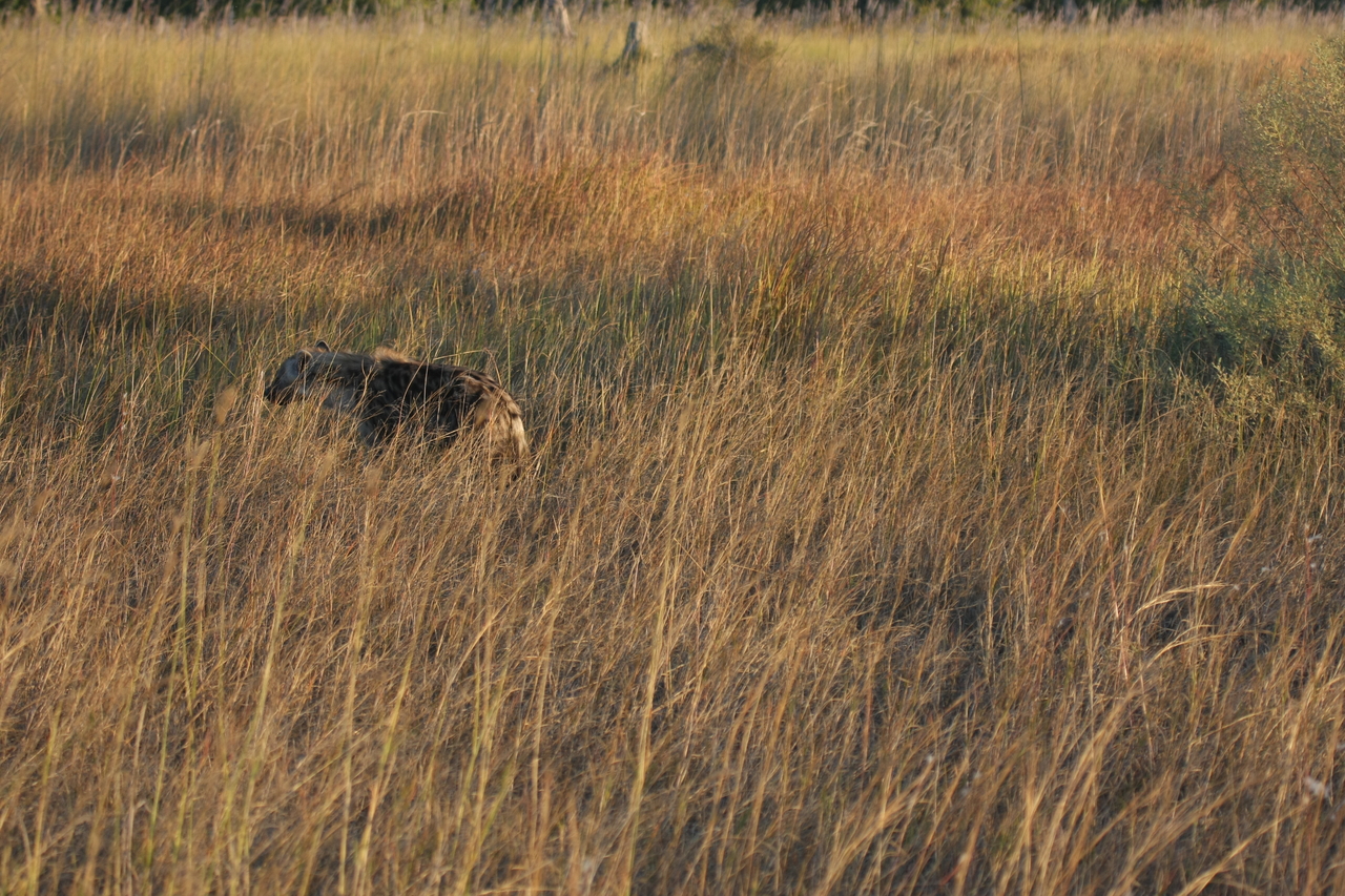 [21658] 2016_06_29_11_35_00_Africa_Canon_EOS_40D_IMG__03490.jpg