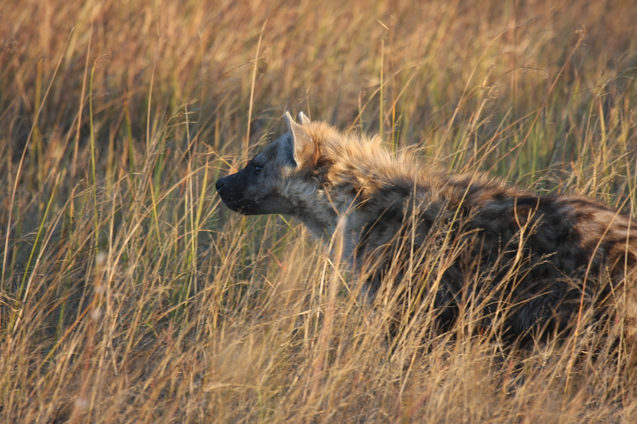 [21666] 2016_06_29_11_35_08_Africa_Canon_EOS_40D_IMG__10938.jpg