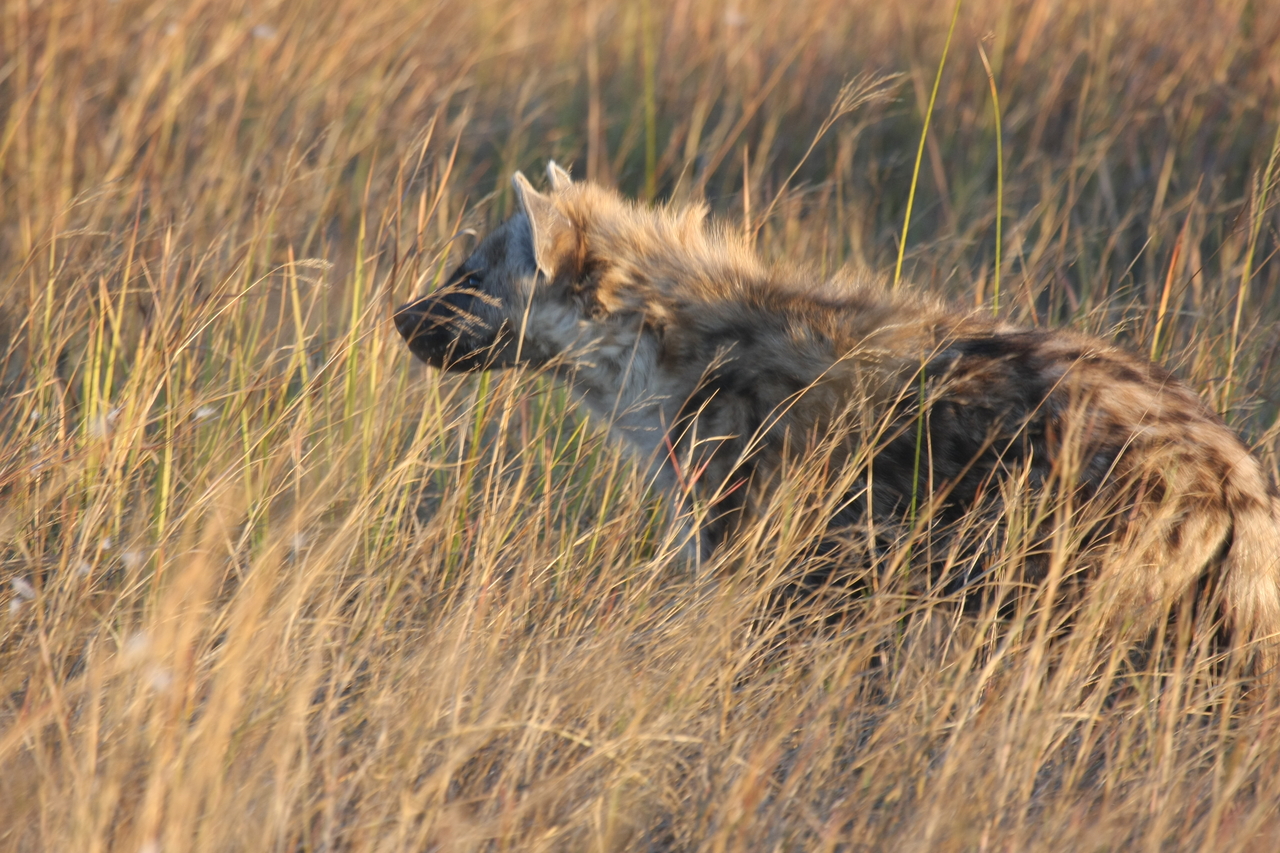 [21671] 2016_06_29_11_35_09_Africa_Canon_EOS_40D_IMG__00254.jpg