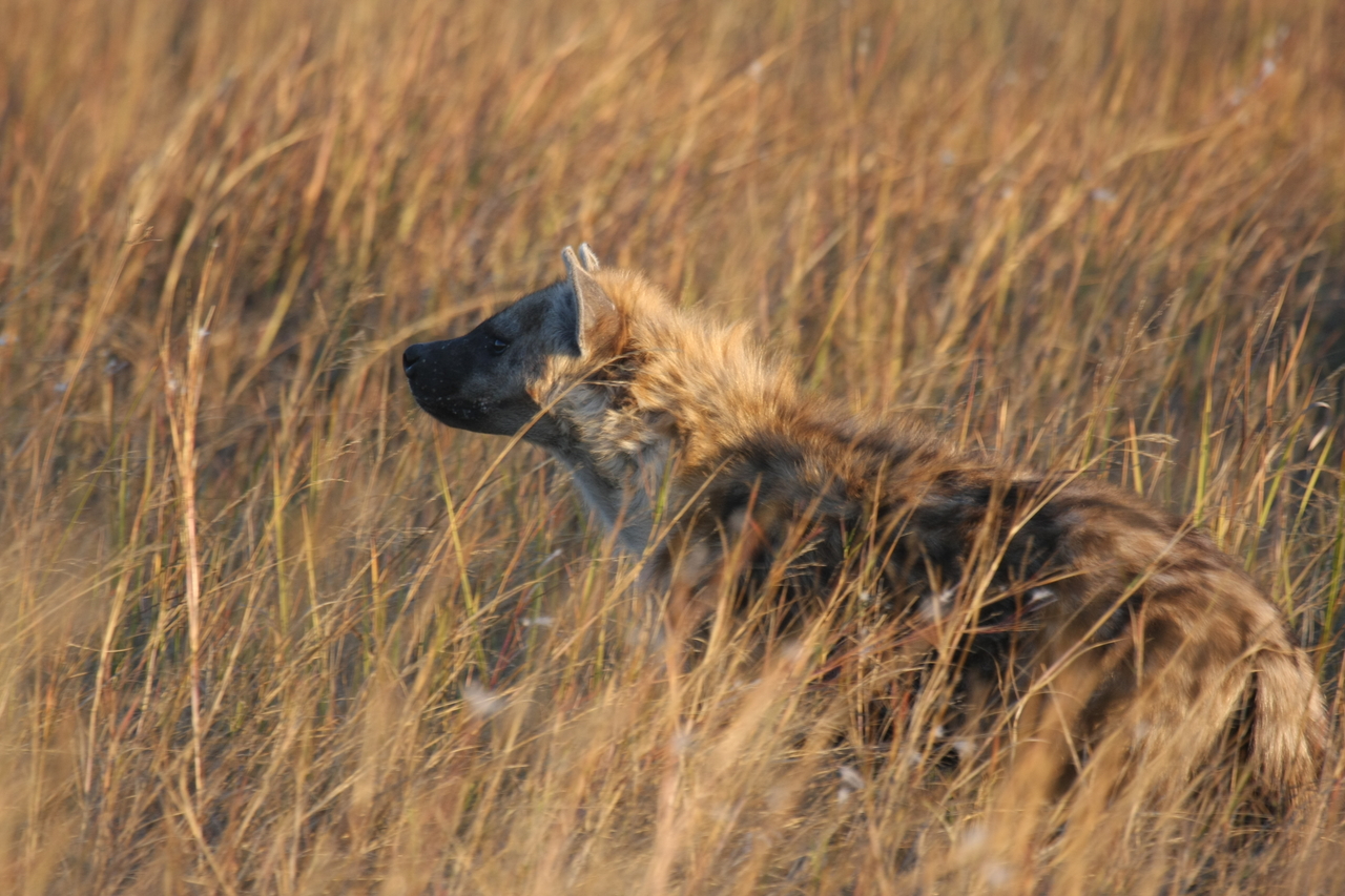 [21680] 2016_06_29_11_35_10_Africa_Canon_EOS_40D_IMG__00257.jpg