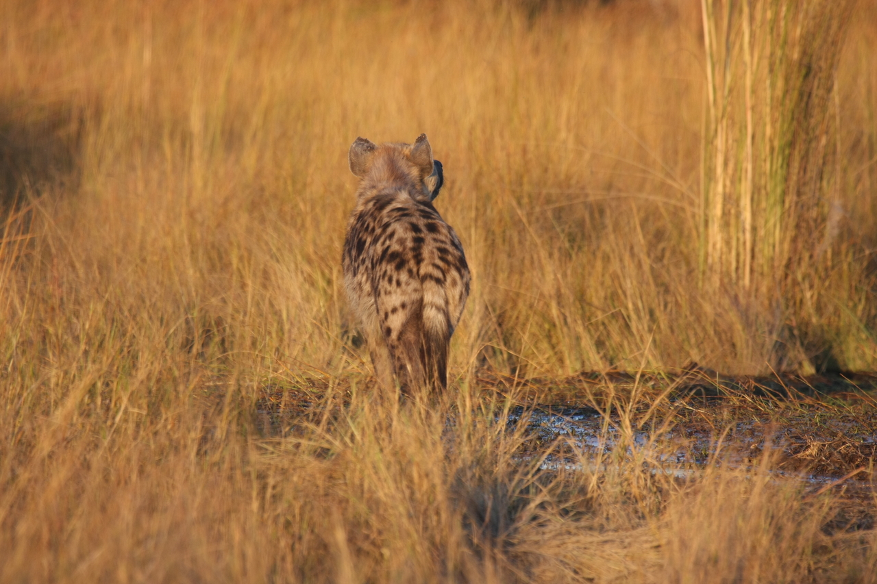 [21687] 2016_06_29_11_36_42_Africa_Canon_EOS_40D_IMG__00259.jpg