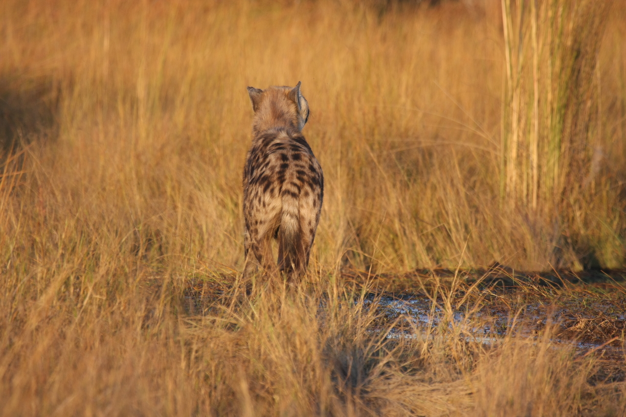 [21690] 2016_06_29_11_36_42_Africa_Canon_EOS_40D_IMG__03502.jpg