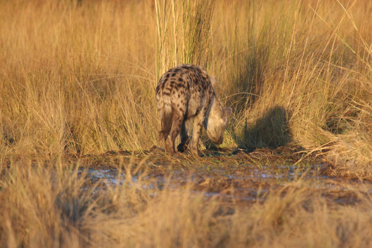 [21693] 2016_06_29_11_36_51_Africa_Canon_EOS_40D_IMG__00261.jpg