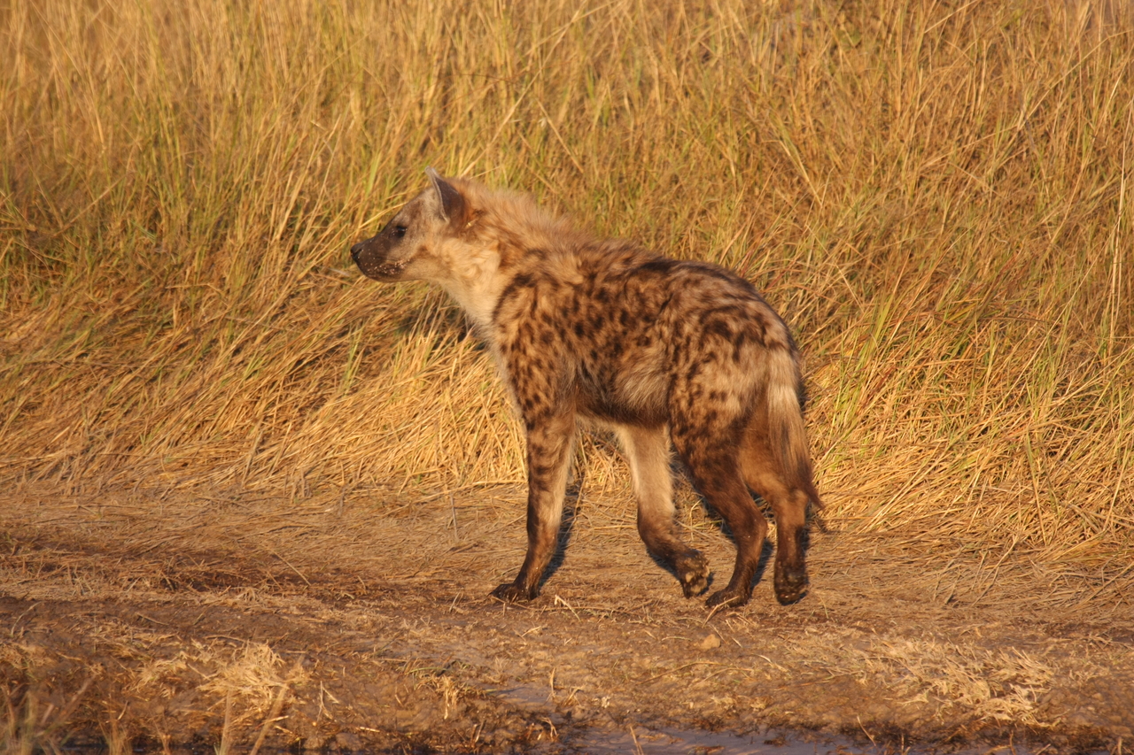 [21697] 2016_06_29_11_36_56_Africa_Canon_EOS_40D_IMG__00263.jpg