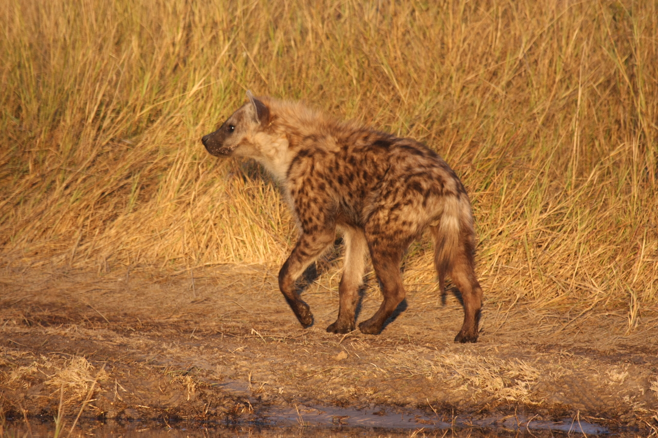 [21699] 2016_06_29_11_36_56_Africa_Canon_EOS_40D_IMG__03504.jpg