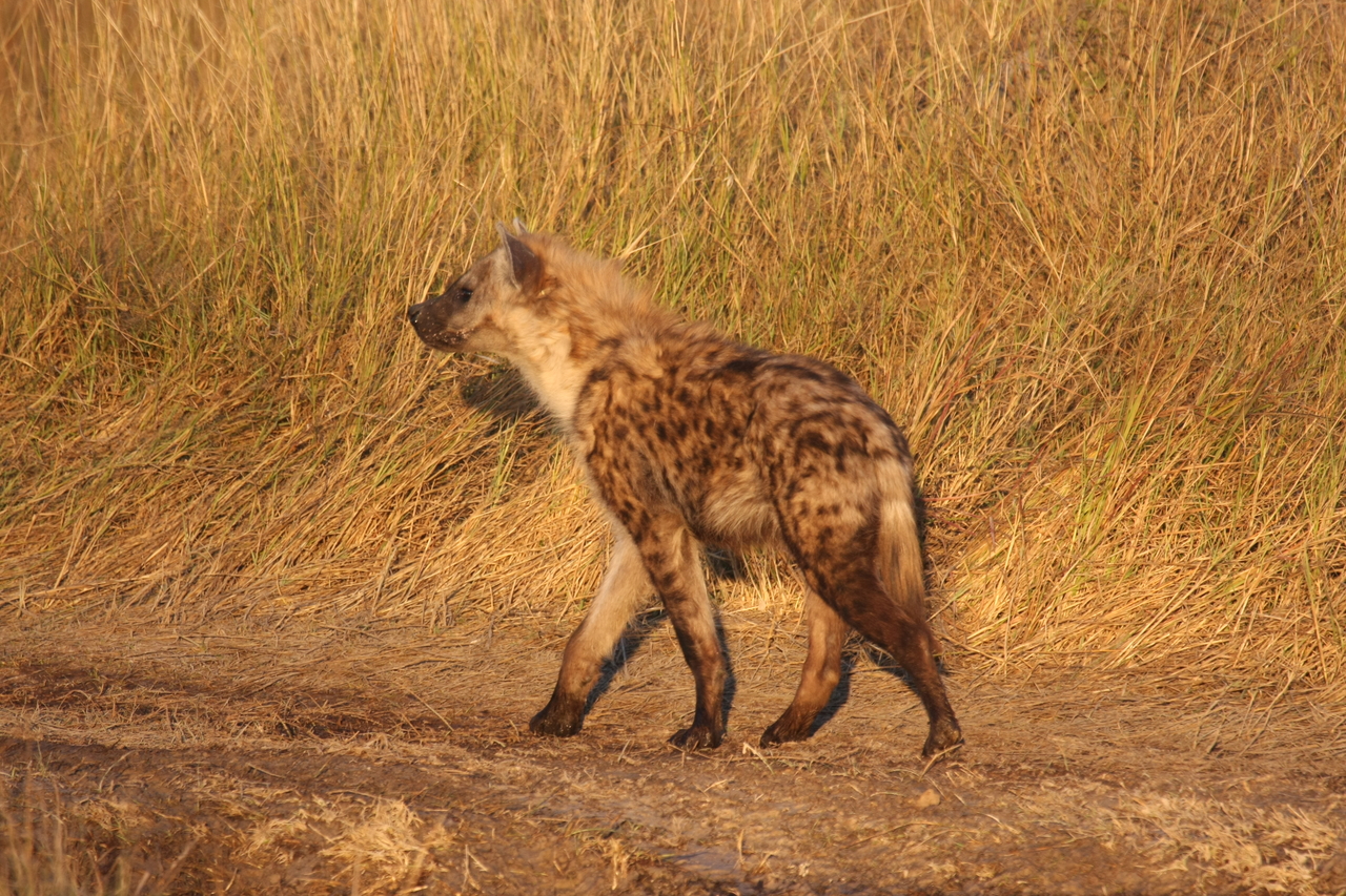 [21701] 2016_06_29_11_36_56_Africa_Canon_EOS_40D_IMG__03506.jpg