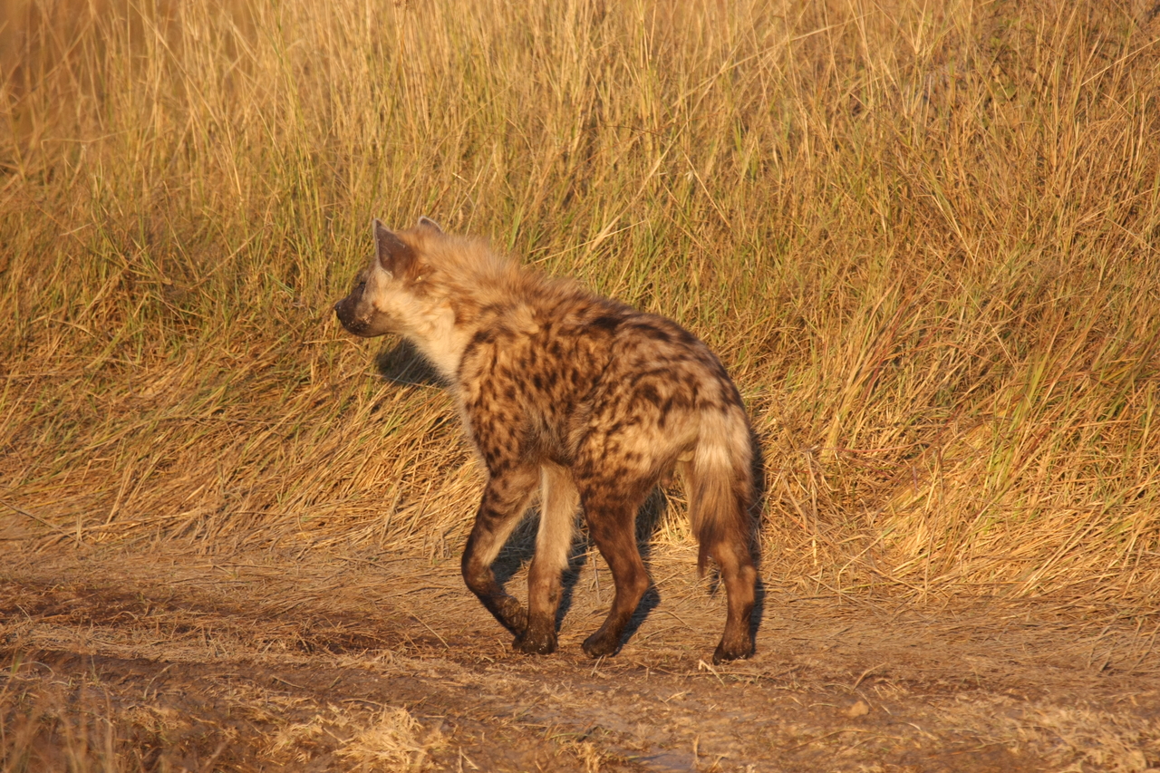 [21707] 2016_06_29_11_36_57_Africa_Canon_EOS_40D_IMG__10954.jpg