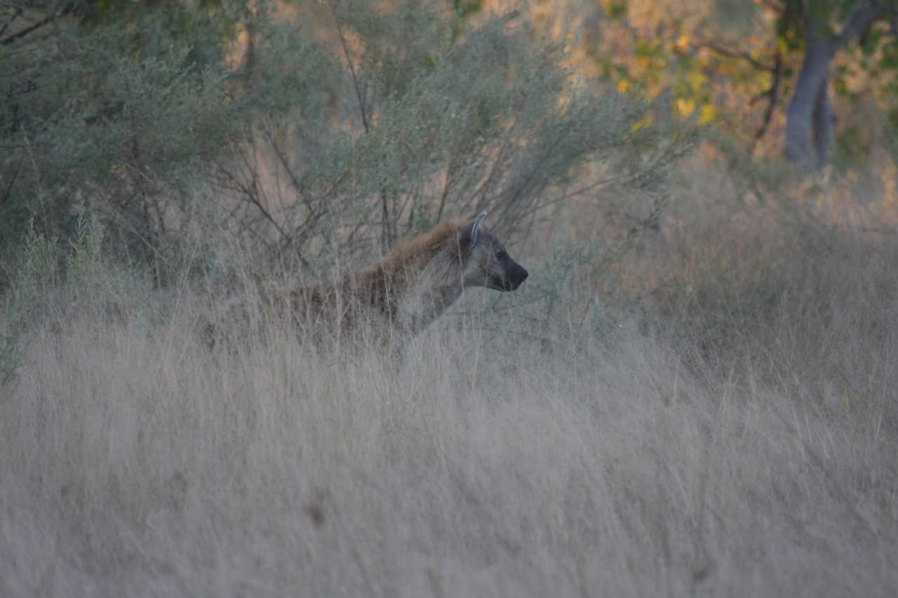 [21711] 2016_06_29_11_42_49_Africa_Canon_EOS_40D_IMG__03509.jpg