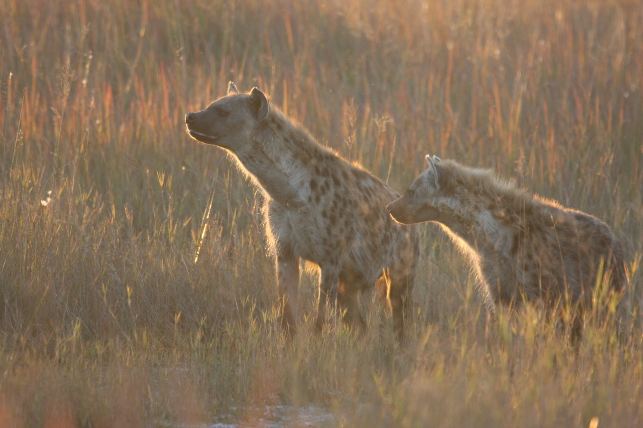 [21721] 2016_06_29_11_44_58_Africa_Canon_EOS_40D_IMG__03513.jpg