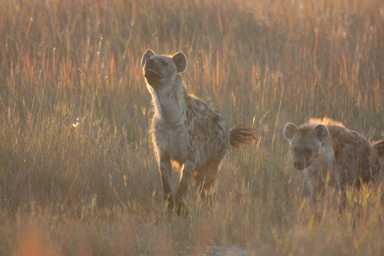 [21729] 2016_06_29_11_45_01_Africa_Canon_EOS_40D_IMG__10961.jpg