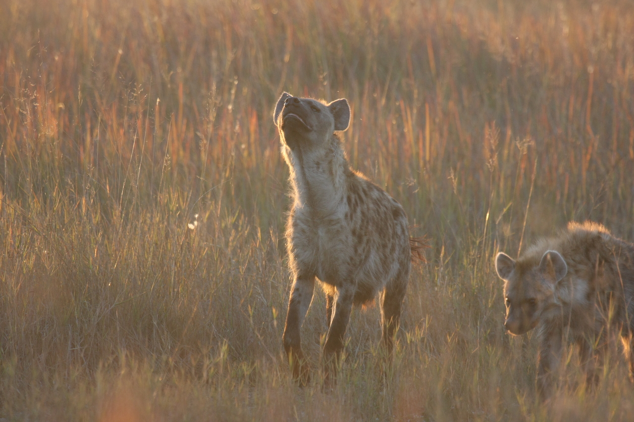[21731] 2016_06_29_11_45_01_Africa_Canon_EOS_40D_IMG__10963.jpg