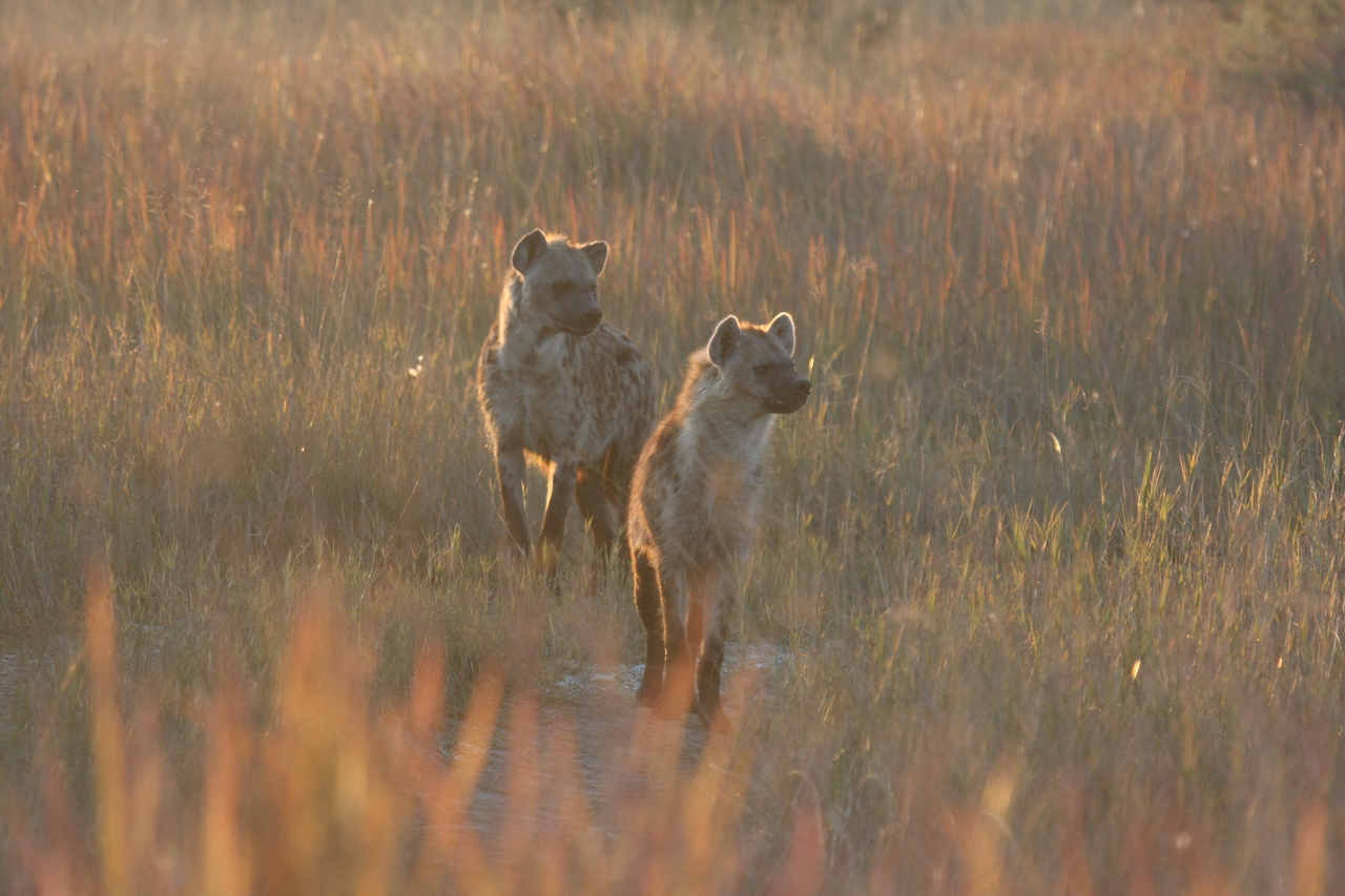 [21735] 2016_06_29_11_45_06_Africa_Canon_EOS_40D_IMG__03517.jpg