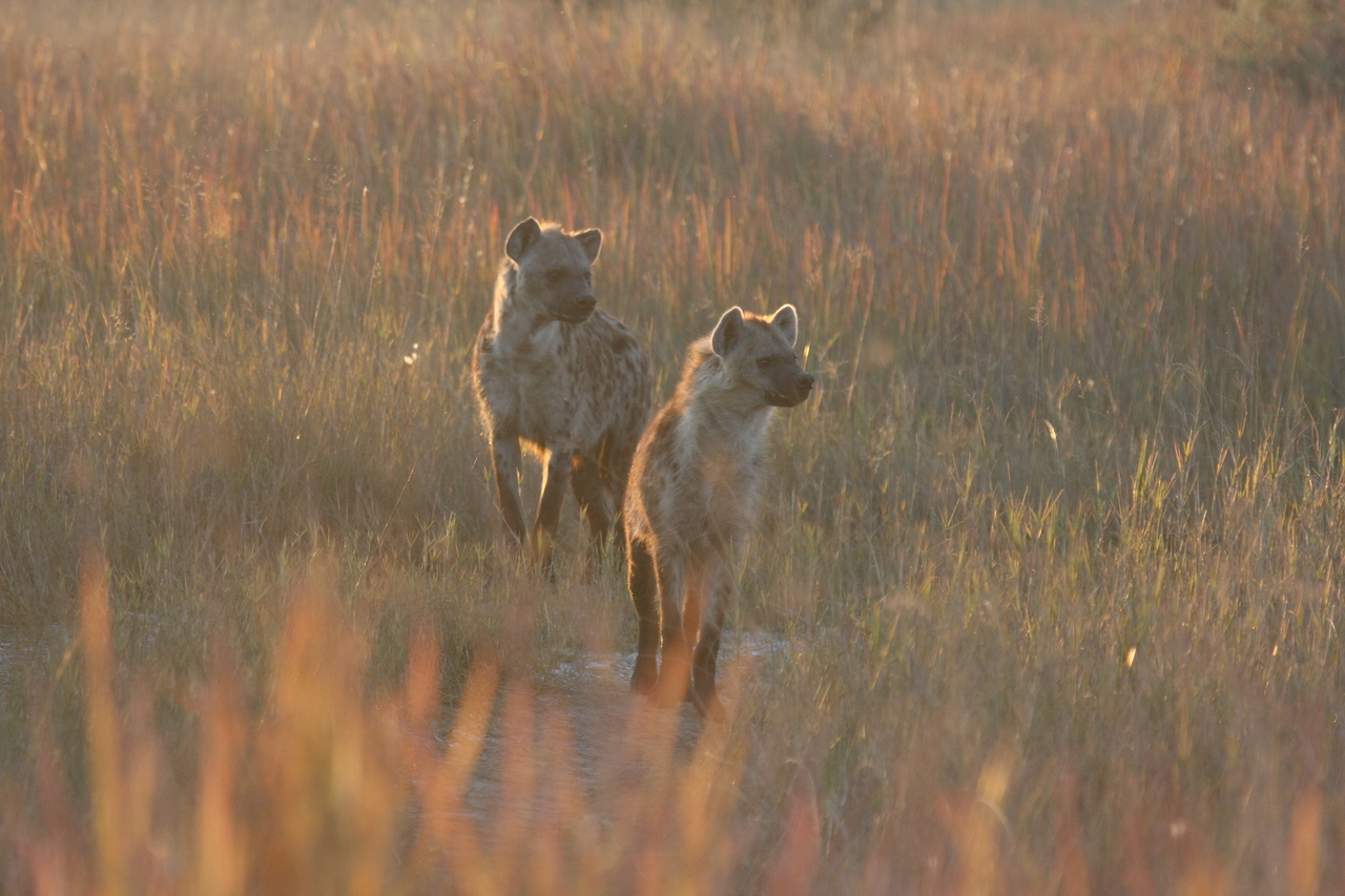 [21736] 2016_06_29_11_45_06_Africa_Canon_EOS_40D_IMG__03518.jpg