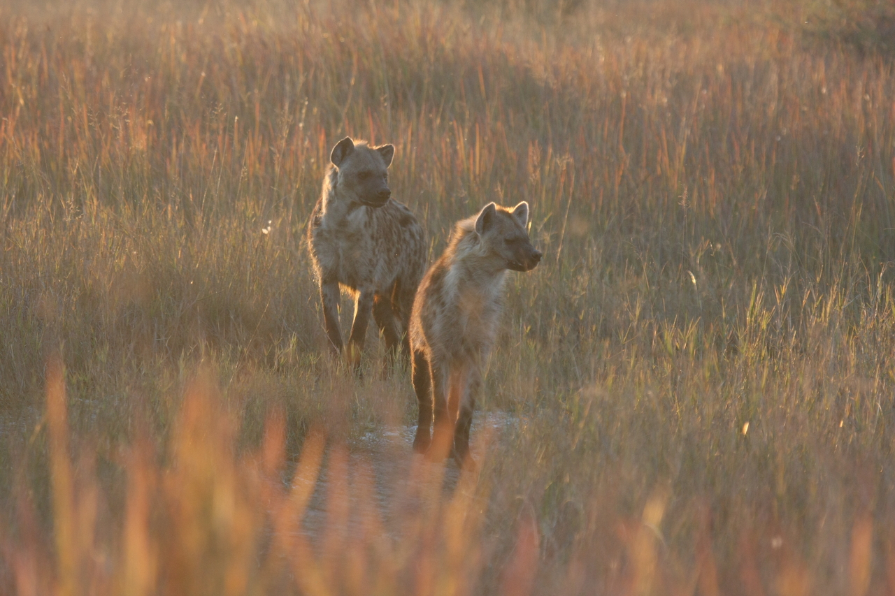 [21737] 2016_06_29_11_45_06_Africa_Canon_EOS_40D_IMG__03519.jpg