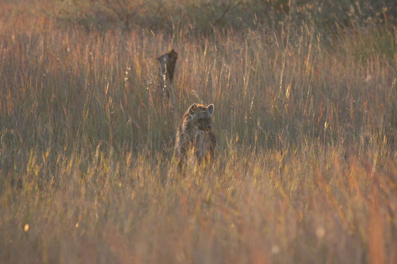 [21743] 2016_06_29_11_45_09_Africa_Canon_EOS_40D_IMG__10967.jpg