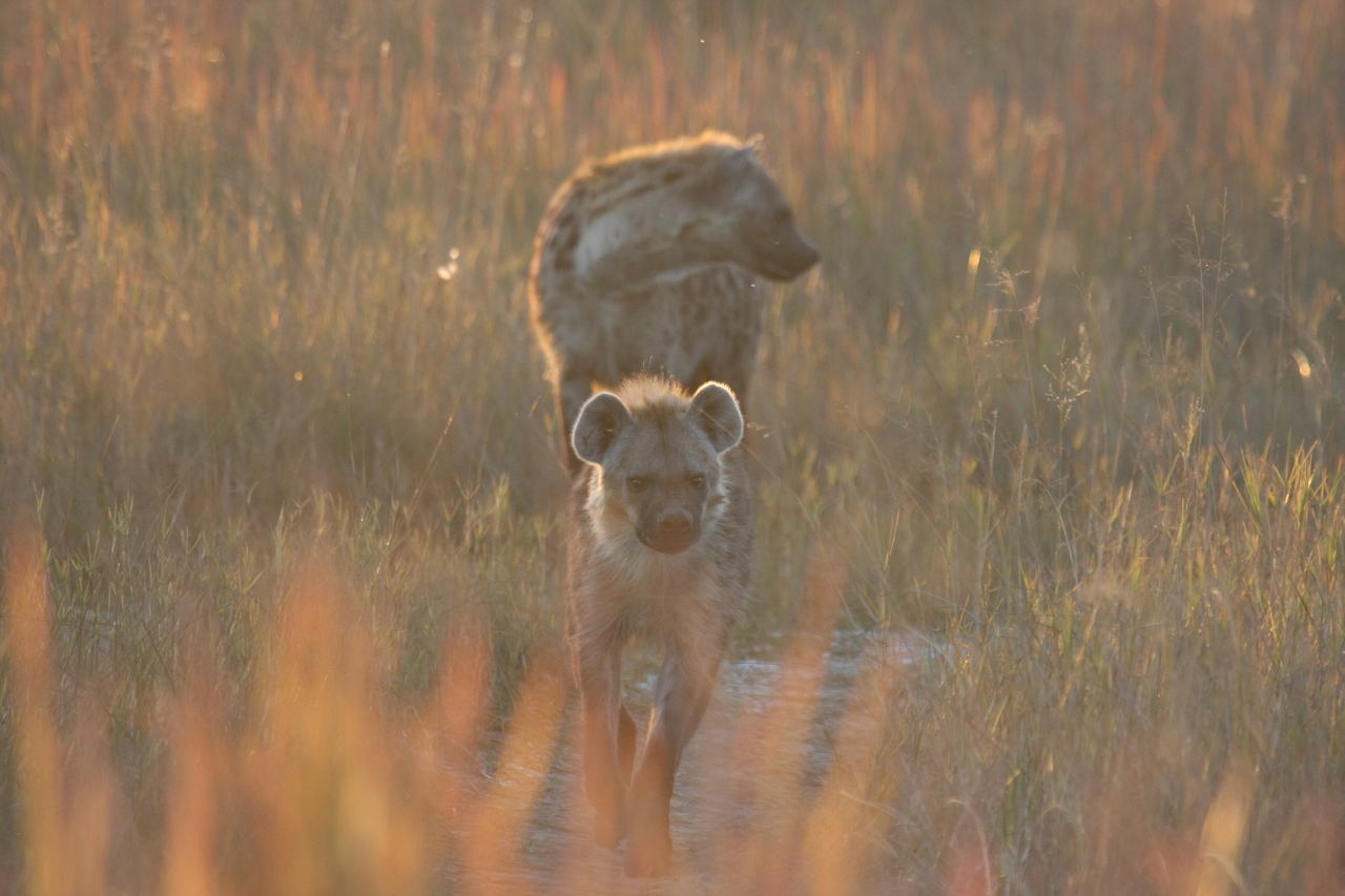 [21754] 2016_06_29_11_45_15_Africa_Canon_EOS_40D_IMG__10971.jpg