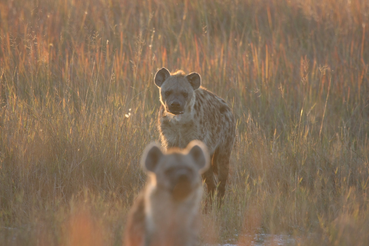 [21761] 2016_06_29_11_45_20_Africa_Canon_EOS_40D_IMG__03528.jpg