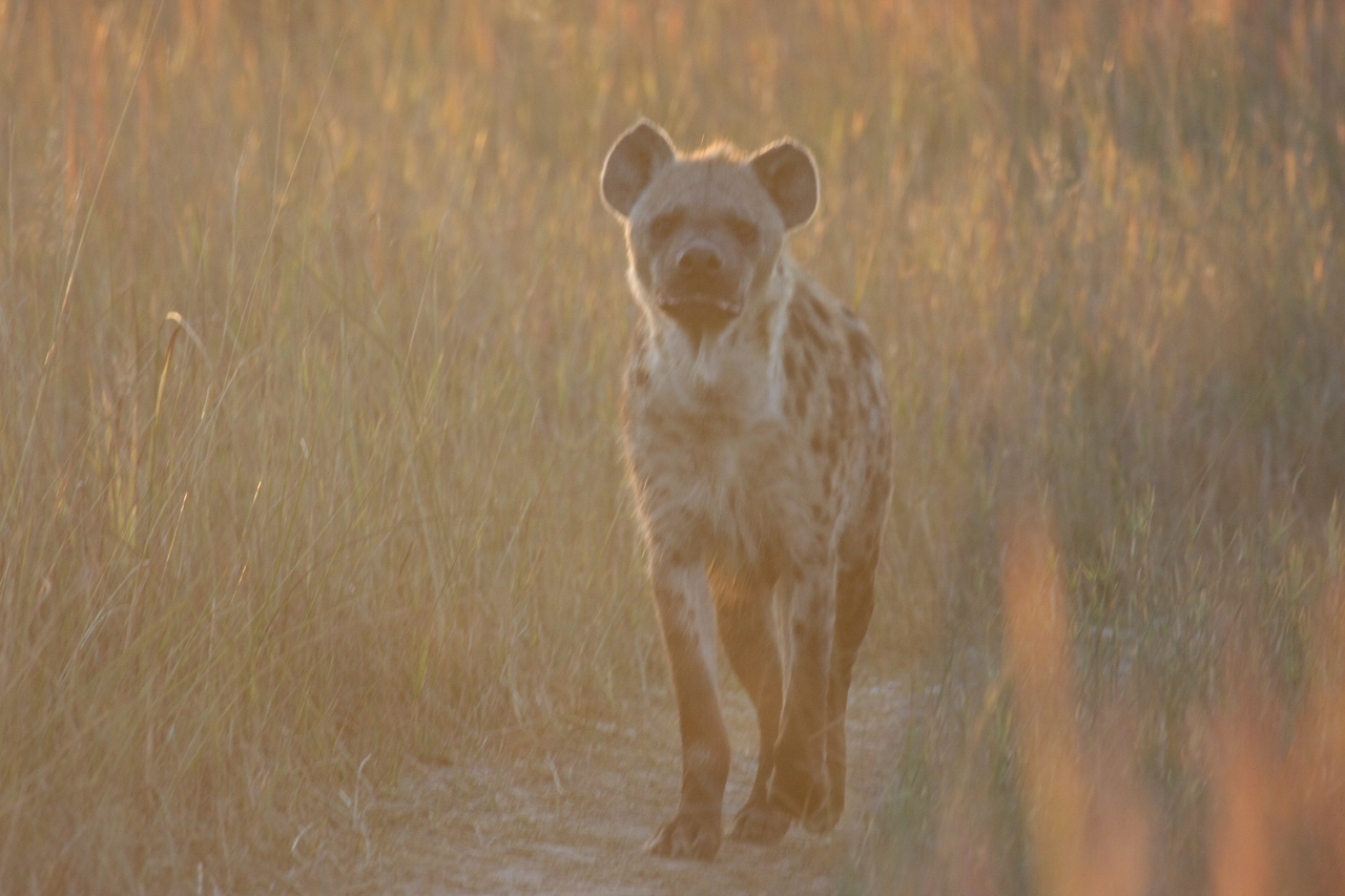 [21779] 2016_06_29_11_45_48_Africa_Canon_EOS_40D_IMG__10981.jpg