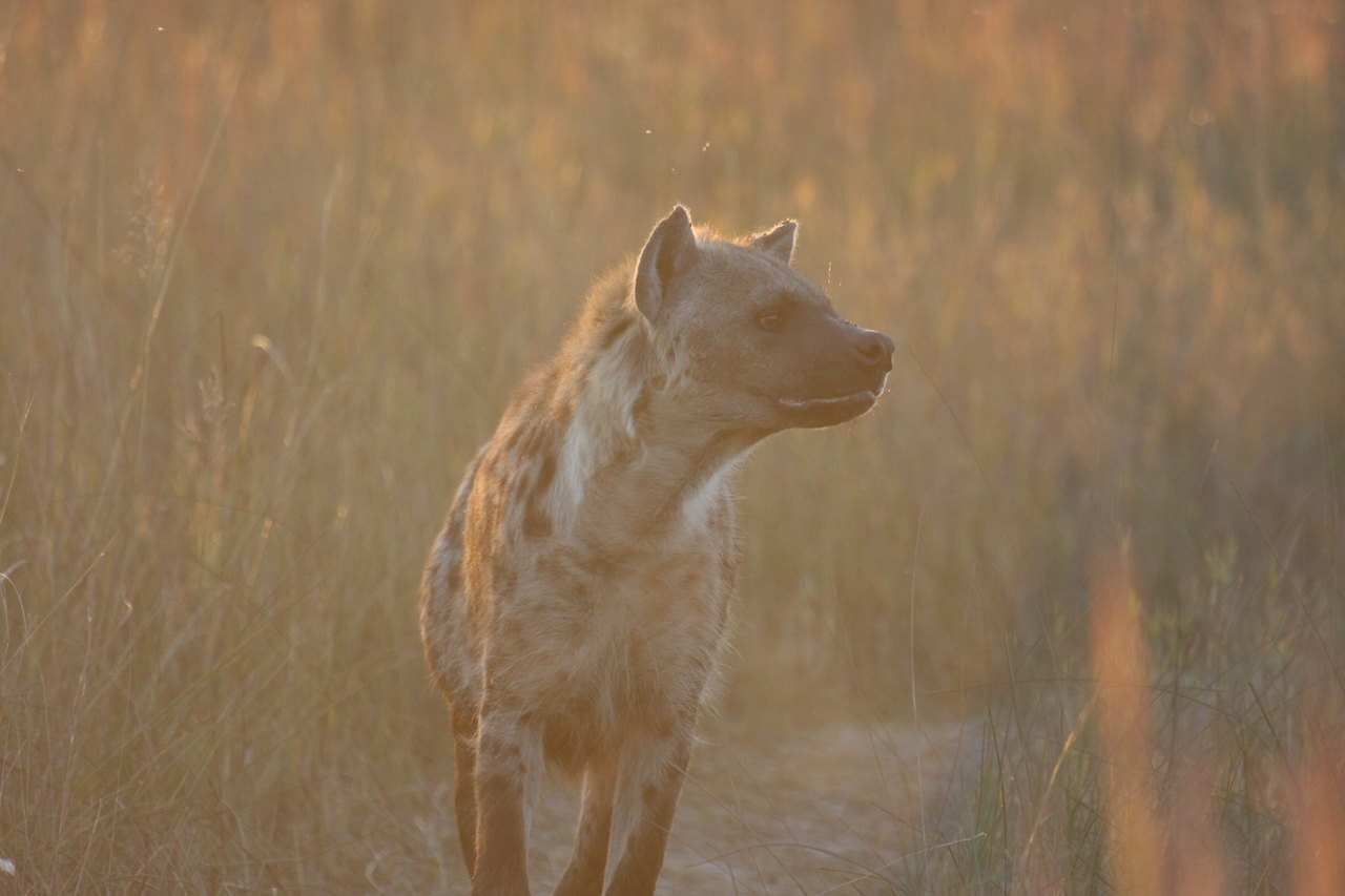 [21780] 2016_06_29_11_45_54_Africa_Canon_EOS_40D_IMG__00293.jpg