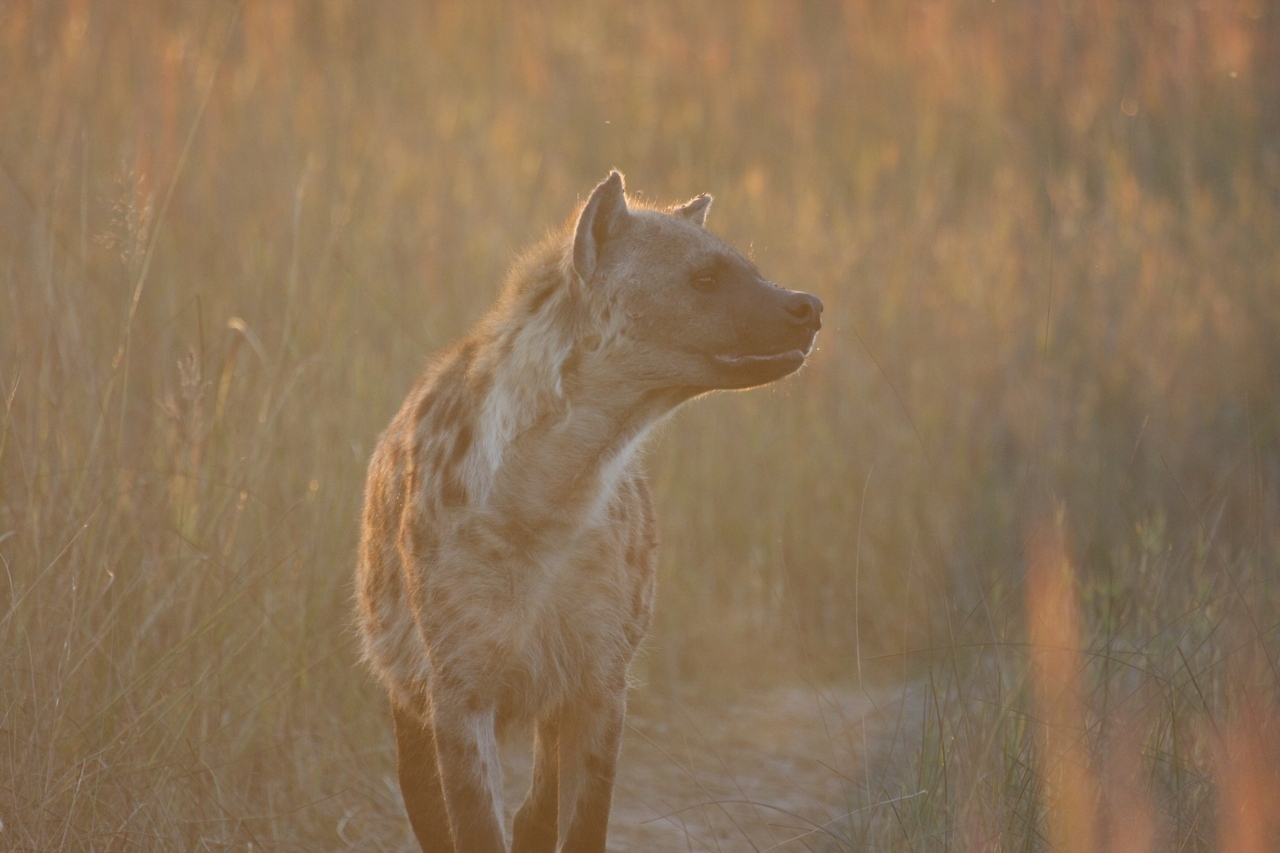 [21781] 2016_06_29_11_45_54_Africa_Canon_EOS_40D_IMG__00294.jpg