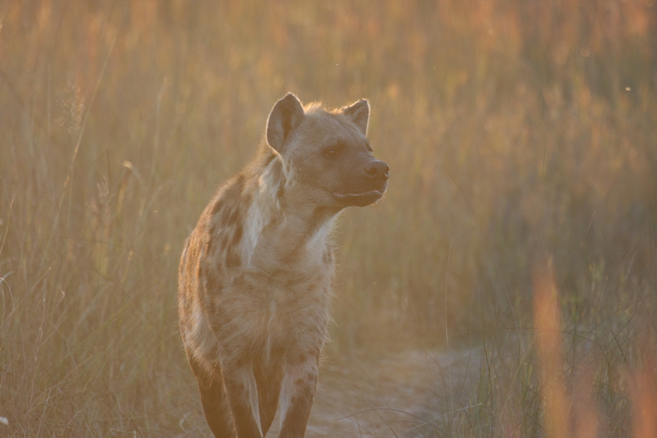 [21785] 2016_06_29_11_45_54_Africa_Canon_EOS_40D_IMG__03537.jpg
