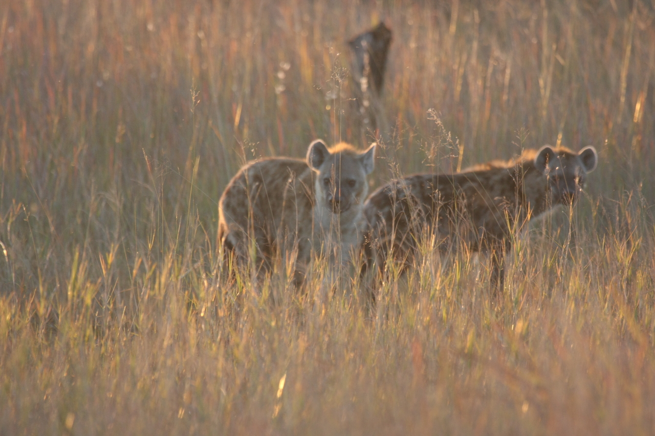 [21796] 2016_06_29_11_46_03_Africa_Canon_EOS_40D_IMG__10986.jpg