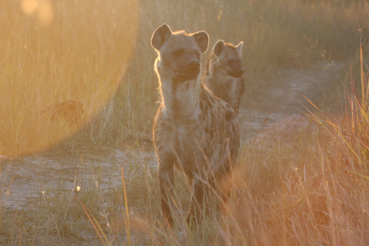 [21808] 2016_06_29_11_46_37_Africa_Canon_EOS_40D_IMG__03545.jpg