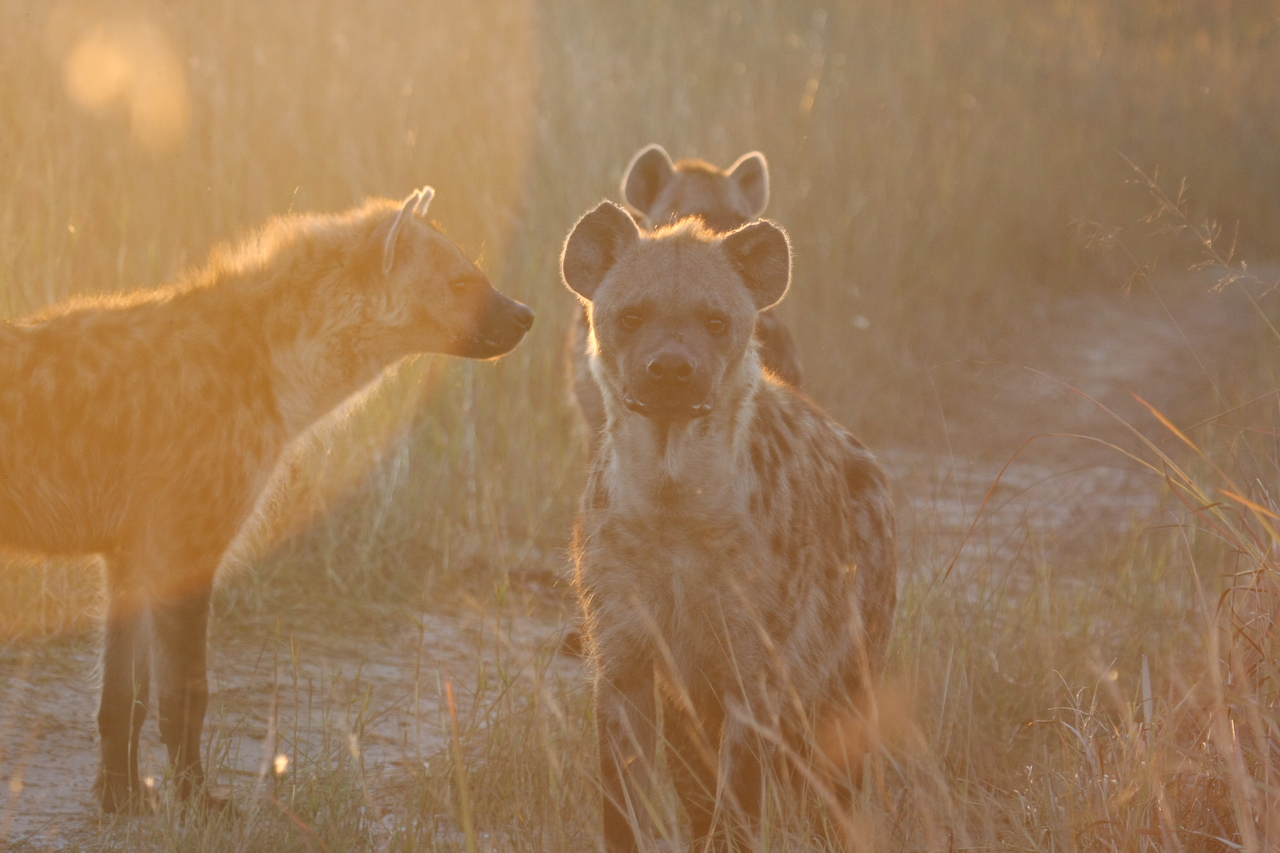 [21825] 2016_06_29_11_46_45_Africa_Canon_EOS_40D_IMG__10996.jpg