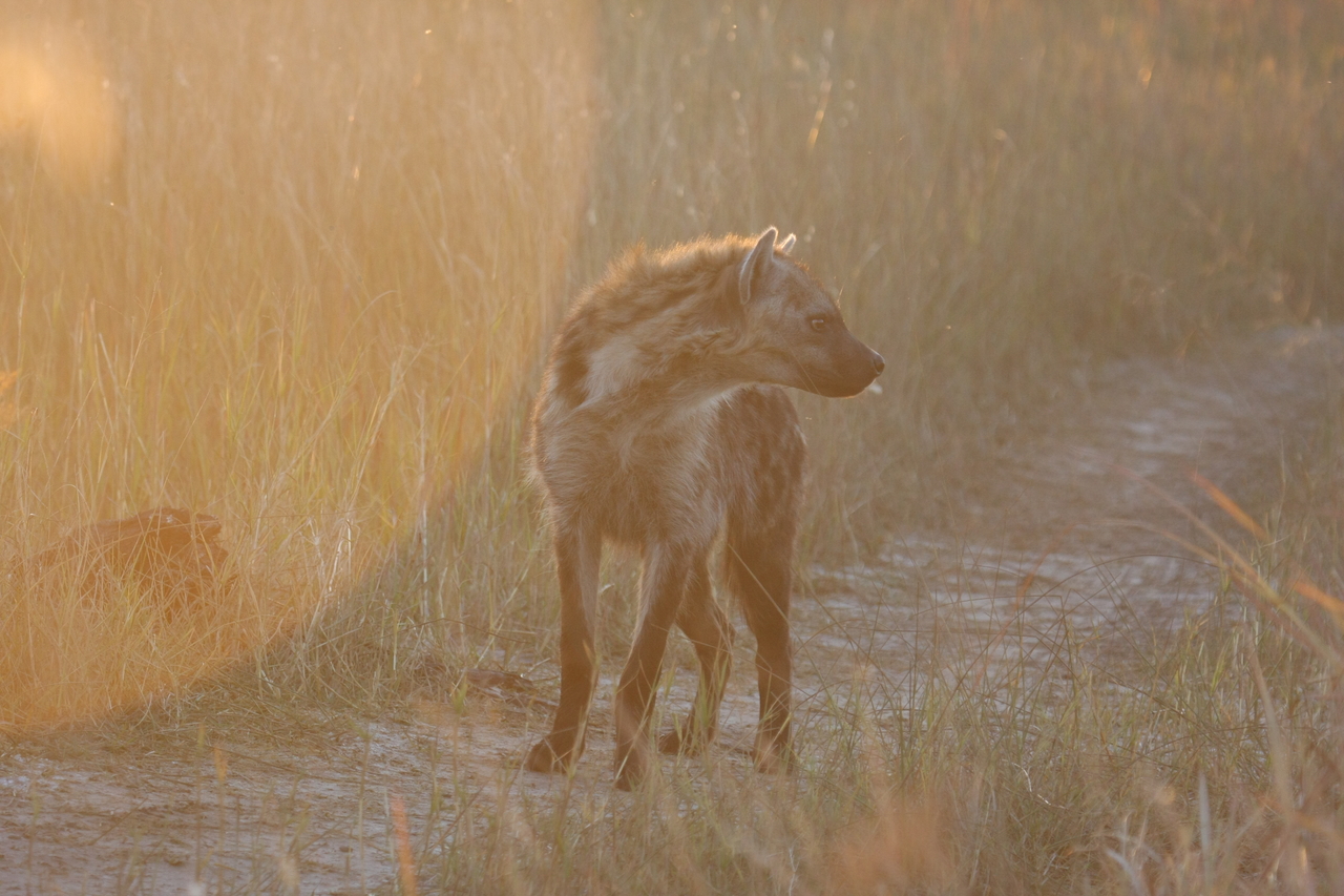 [21832] 2016_06_29_11_46_55_Africa_Canon_EOS_40D_IMG__10999.jpg