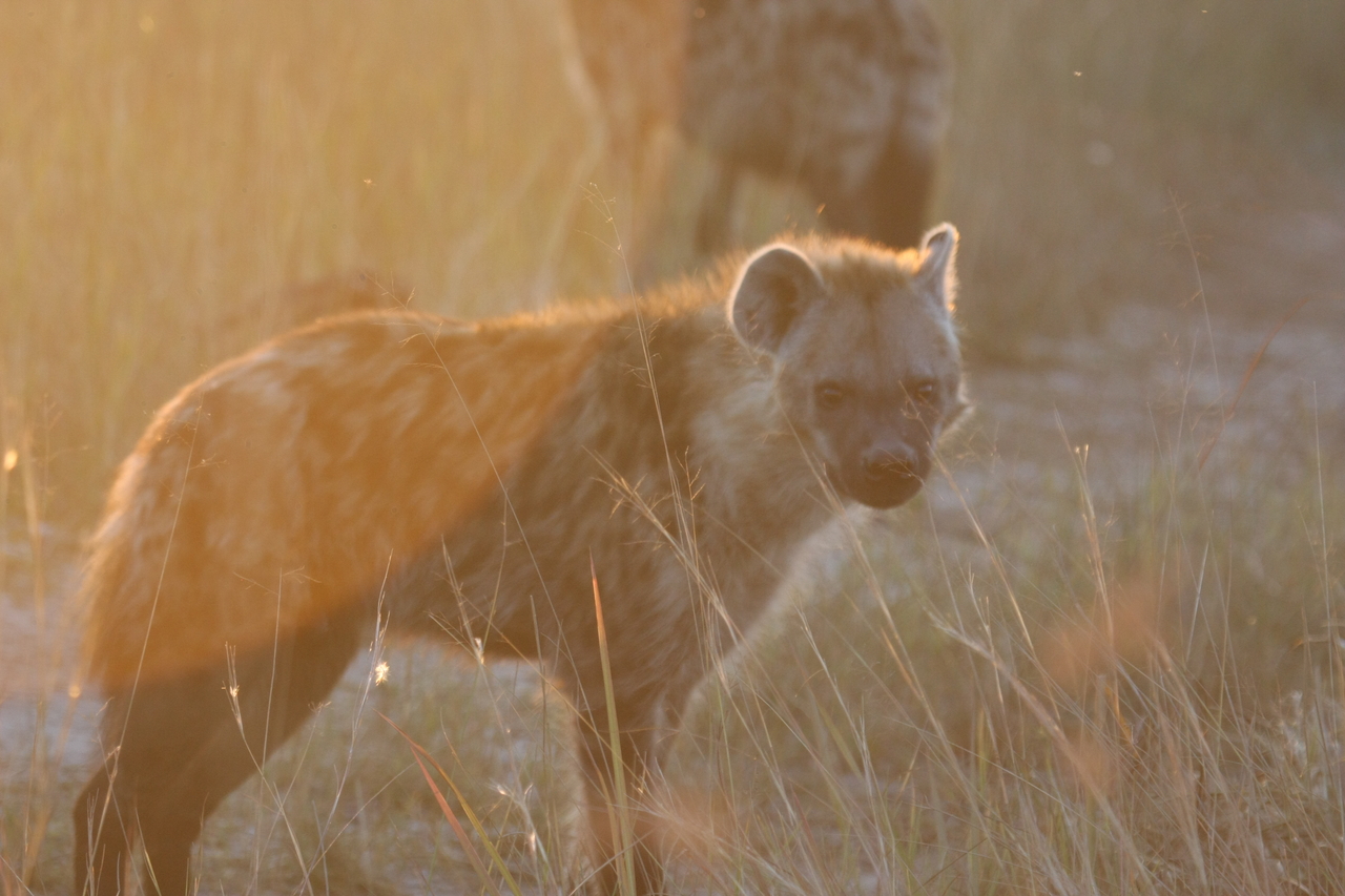 [21834] 2016_06_29_11_47_06_Africa_Canon_EOS_40D_IMG__00312.jpg