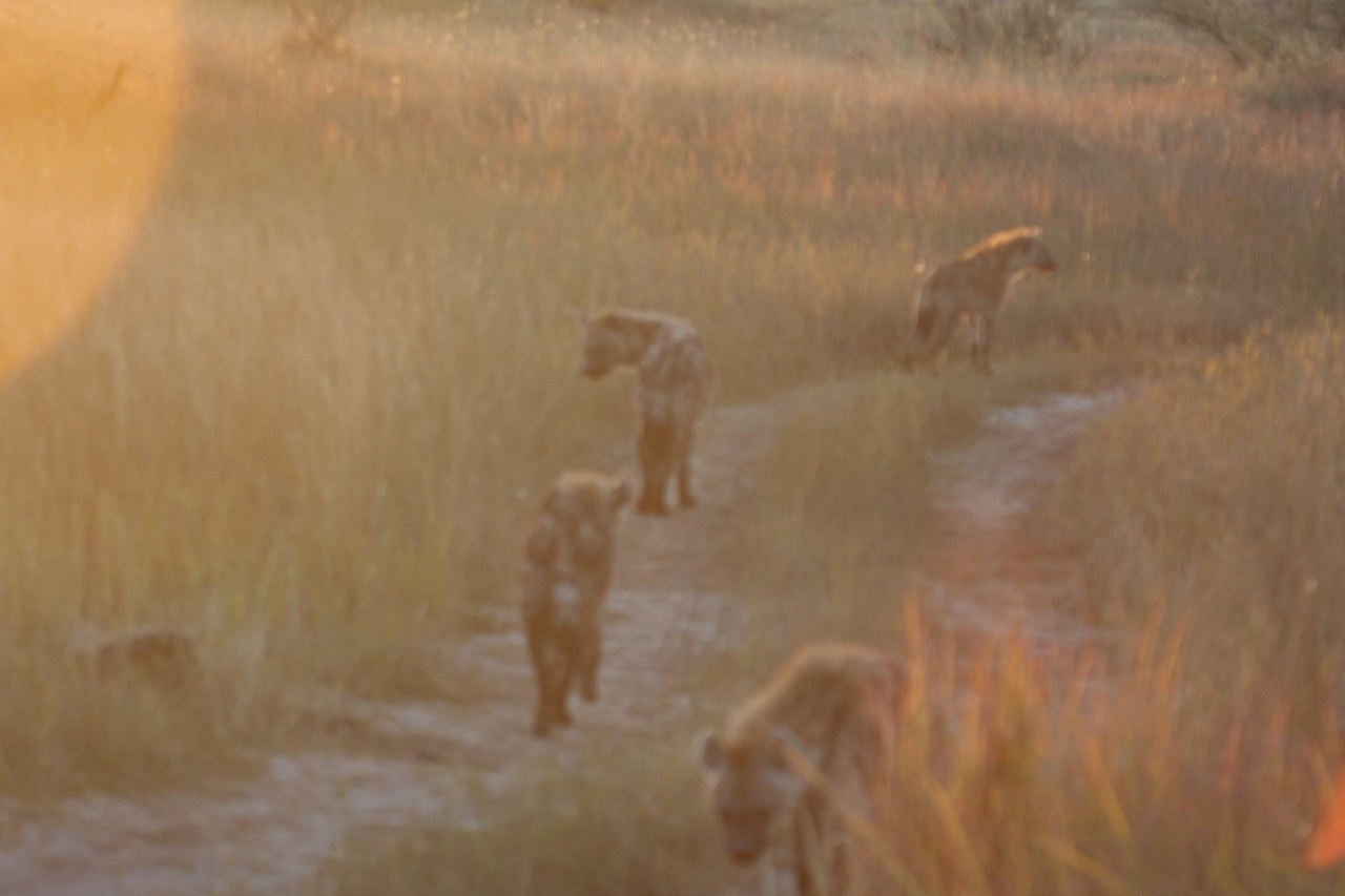 [21841] 2016_06_29_11_47_34_Africa_Canon_EOS_40D_IMG__00316.jpg