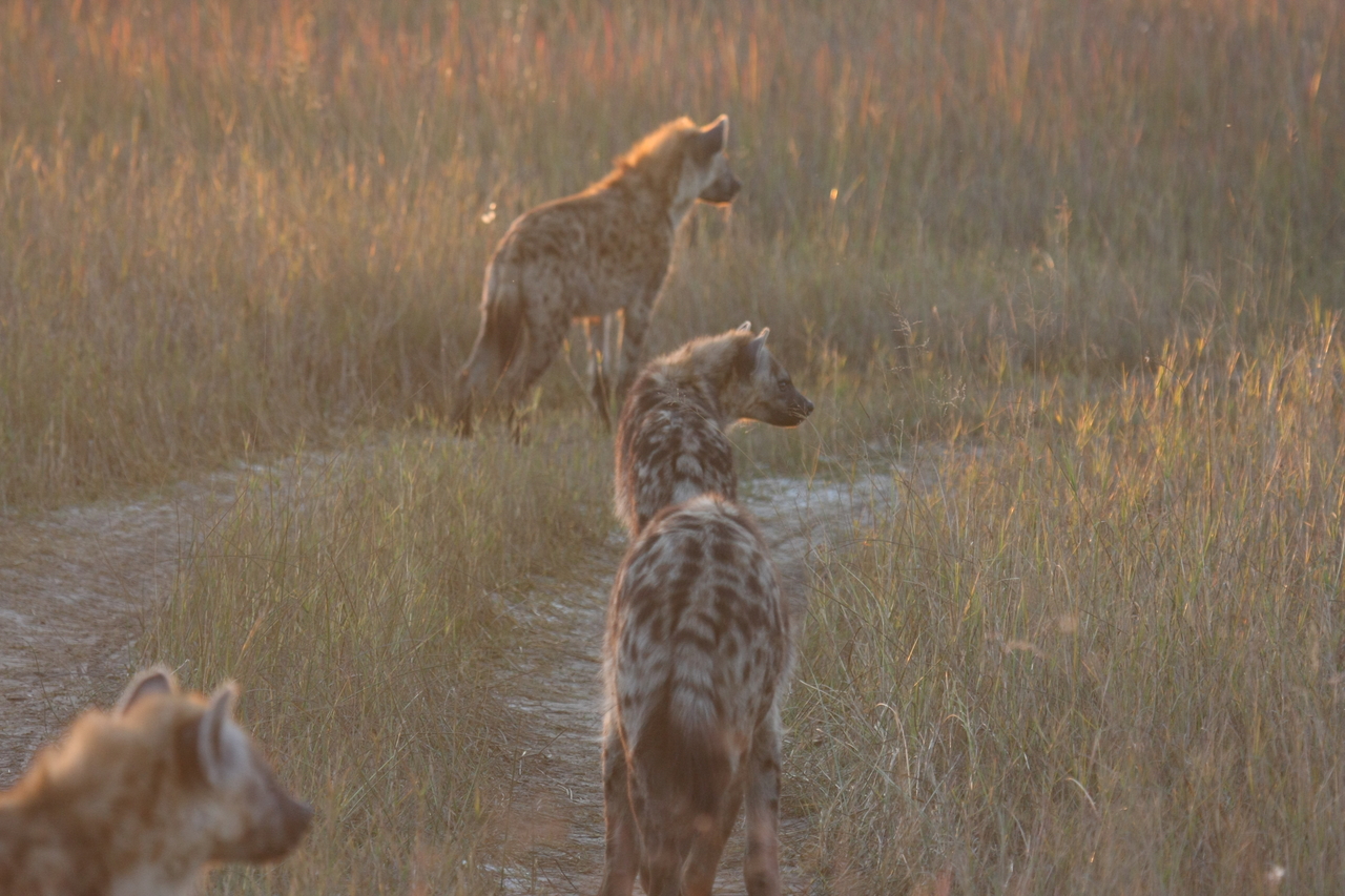 [21858] 2016_06_29_11_48_07_Africa_Canon_EOS_40D_IMG__03563.jpg